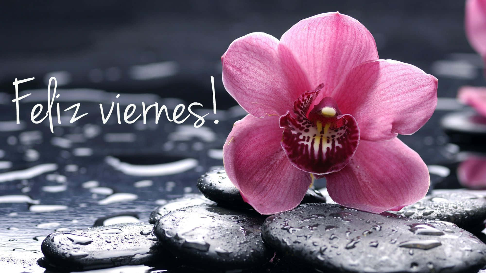 Feliz viernes, vibrant pink orchid, wet black stones, Full HD Desktop Wallpaper