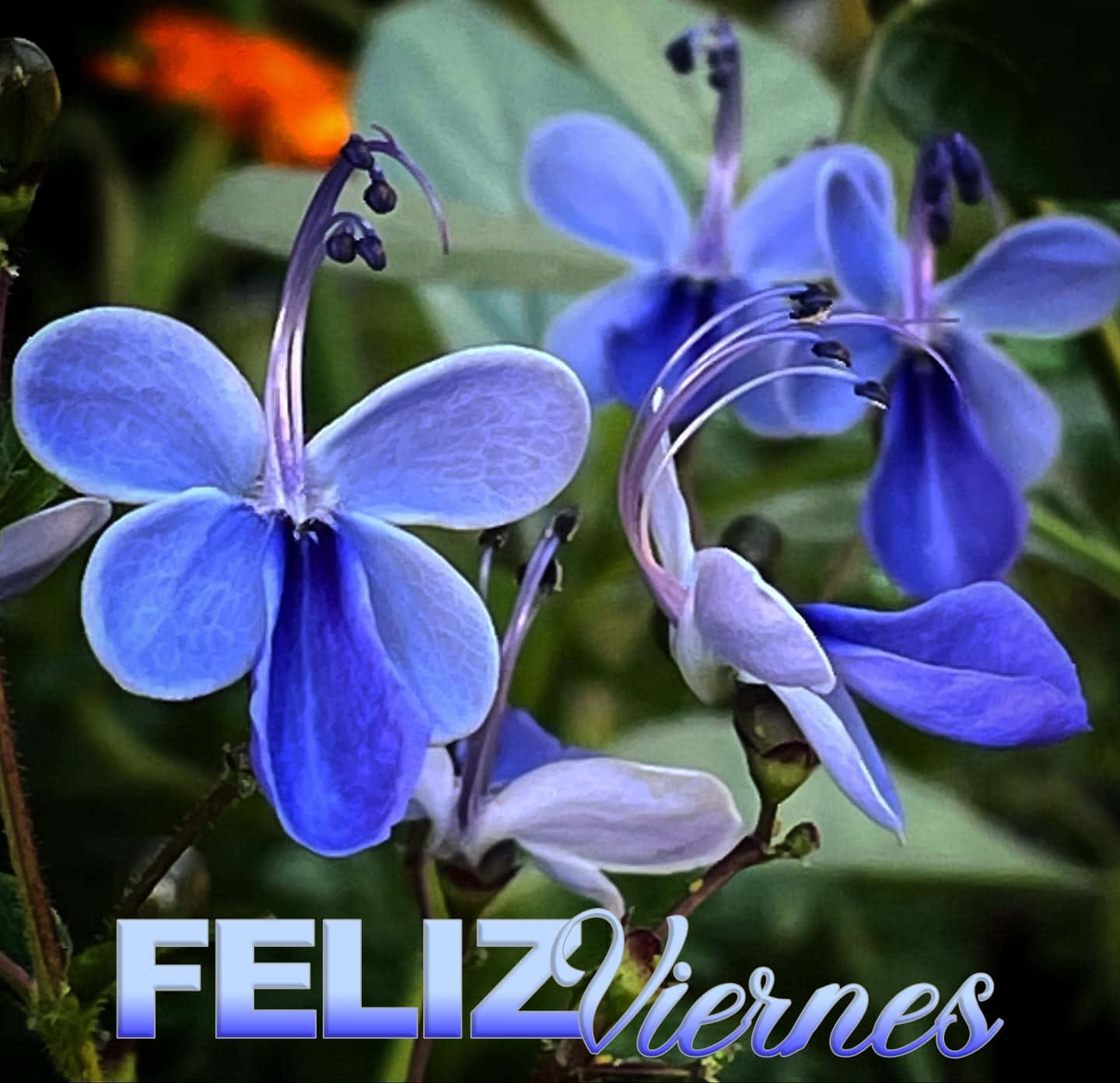 Feliz Viernes, blue flowers, purple stamens, HD Desktop Wallpaper