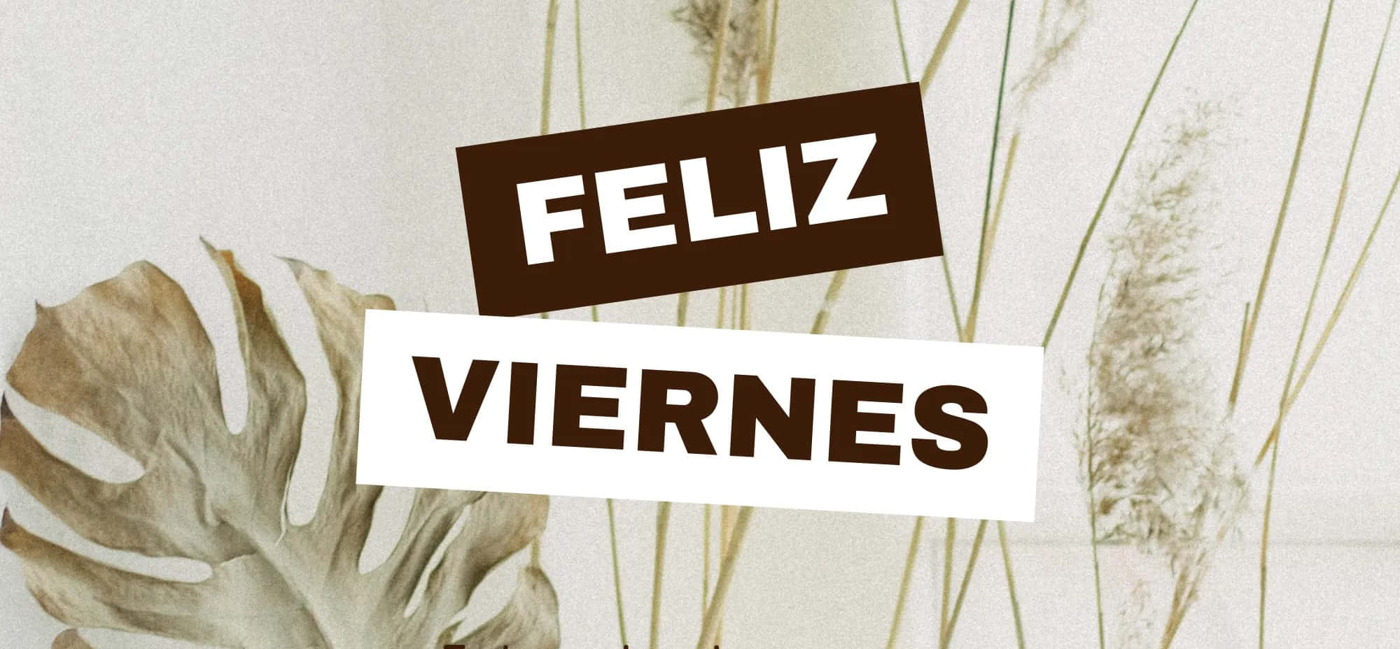 feliz viernes, monstera leaf, dried grasses, Full HD Desktop Wallpaper