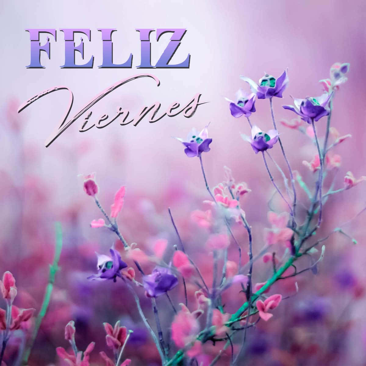 Feliz Viernes, purple flowers, pink flowers, SD Desktop Wallpaper