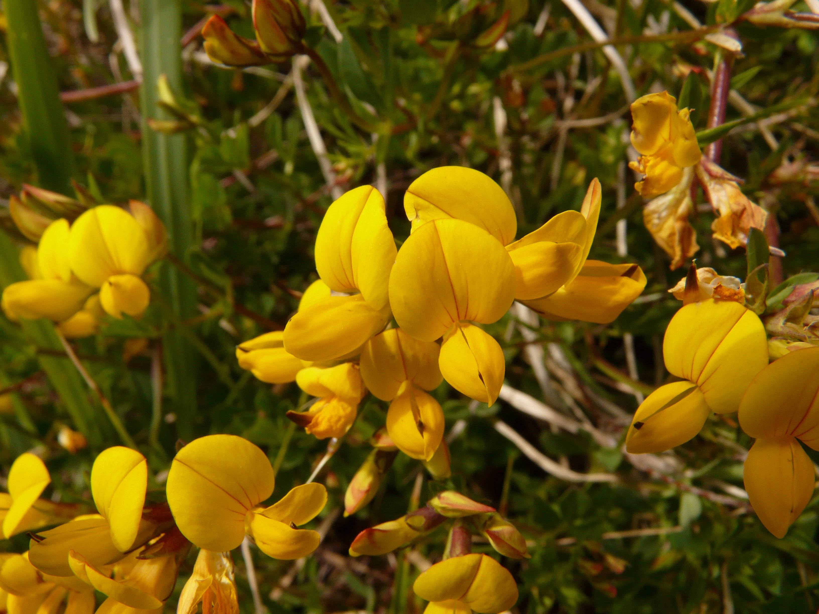 fenugreek flowers, vibrant yellow, green foliage, 2K Desktop Wallpaper