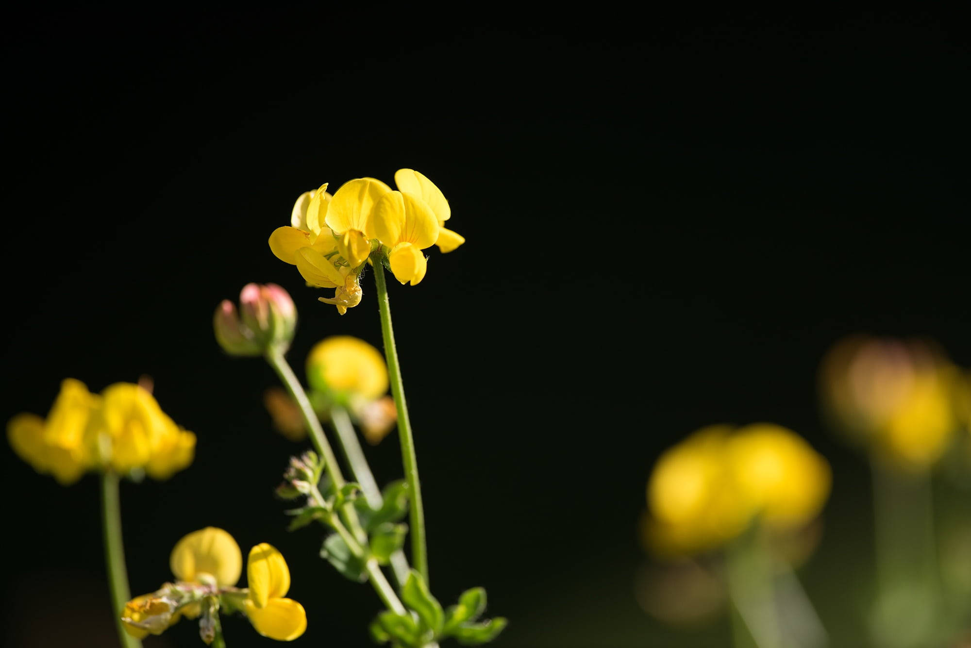 Fenugreek, yellow clover blossoms, deep black background, Full HD Desktop Wallpaper