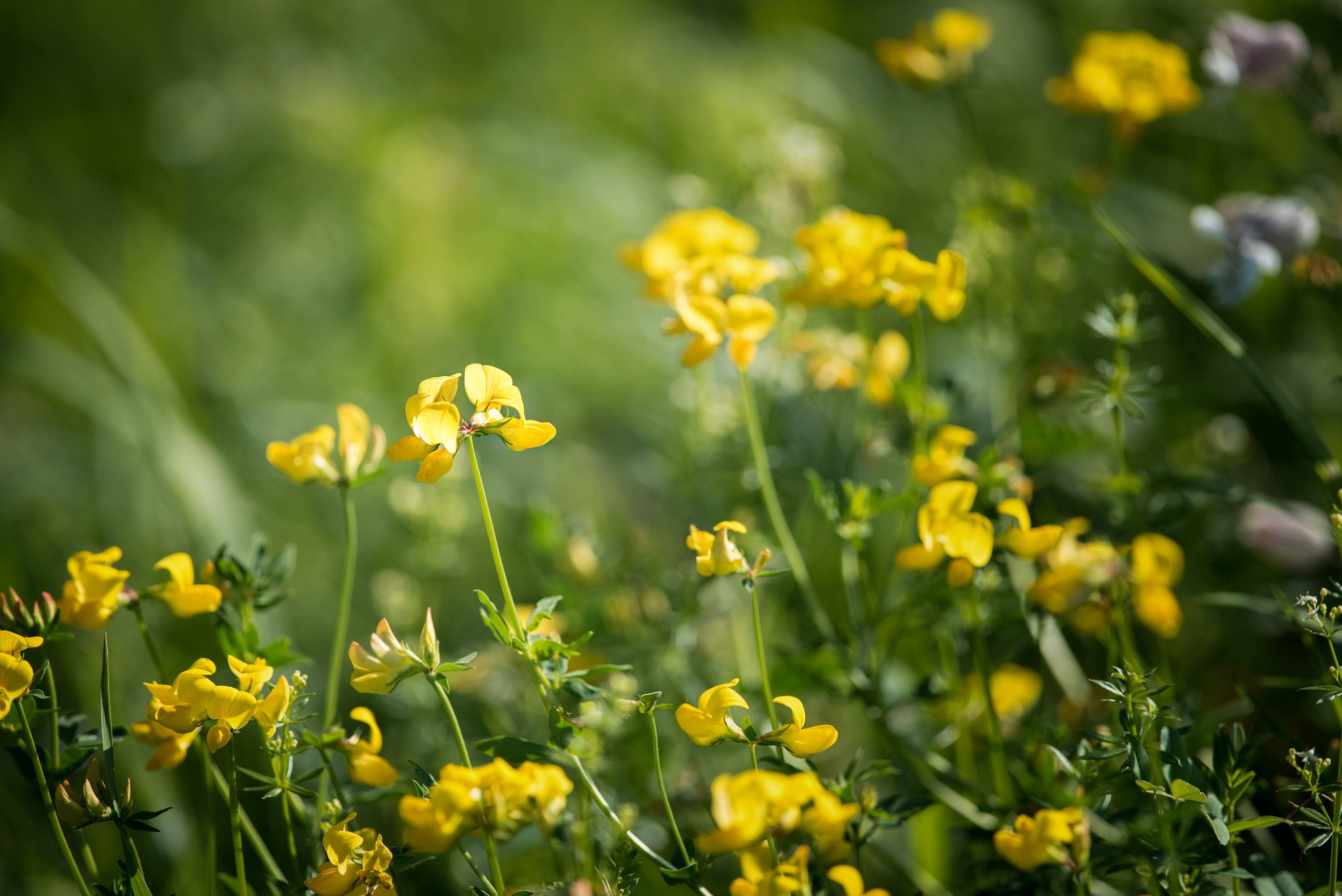 field of fenugreek flowers, vibrant yellow clover blossoms, sunlit meadow, 2K Desktop Wallpaper