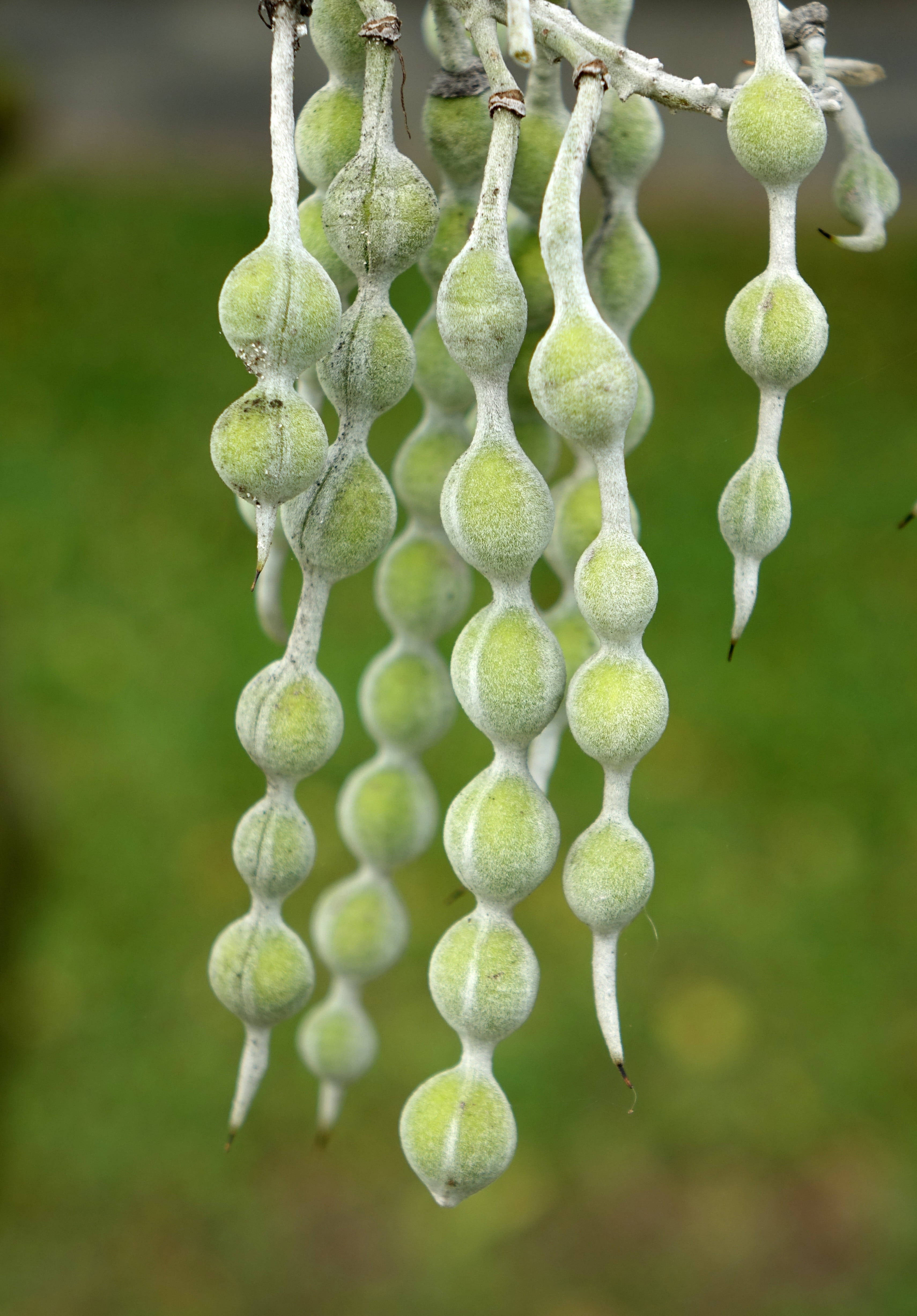 fenugreek plant pods, fuzzy green seed pods, clusters, 4K Phone Wallpaper