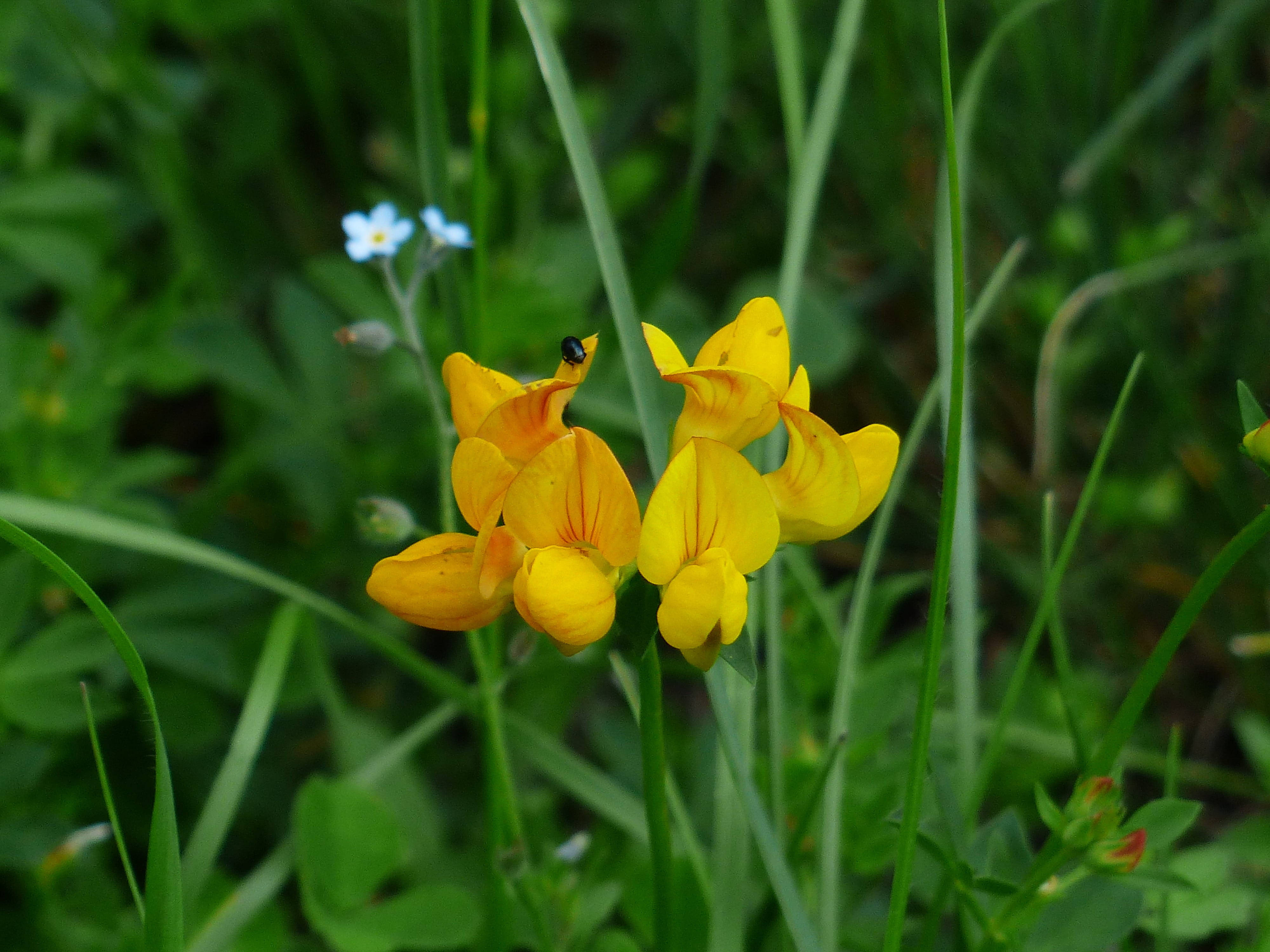 fenugreek flowers, vibrant yellow flowers, tiny black insect, 4K Desktop Wallpaper