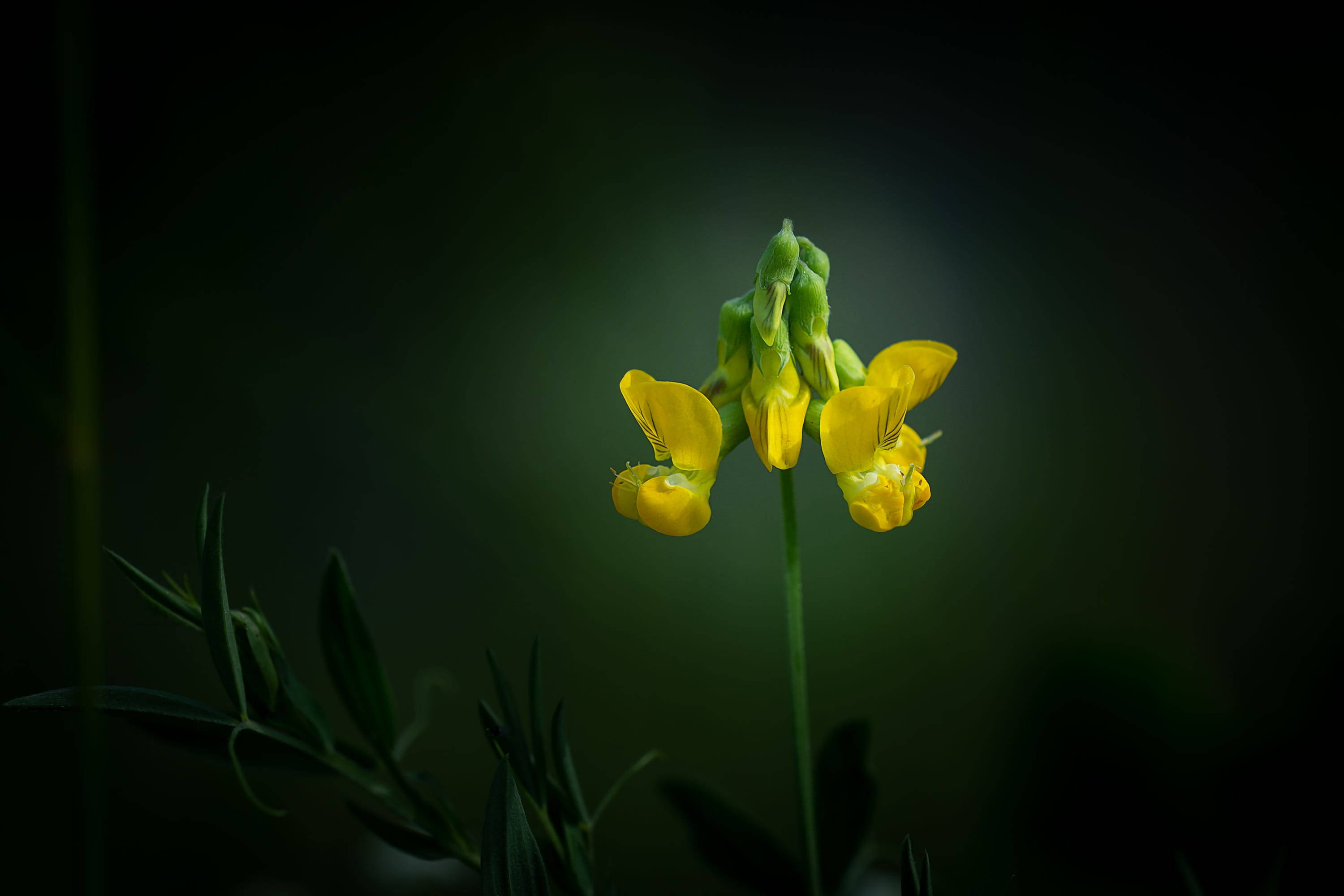 fenugreek flower, yellow flower, dark green backdrop, 2K Desktop Wallpaper