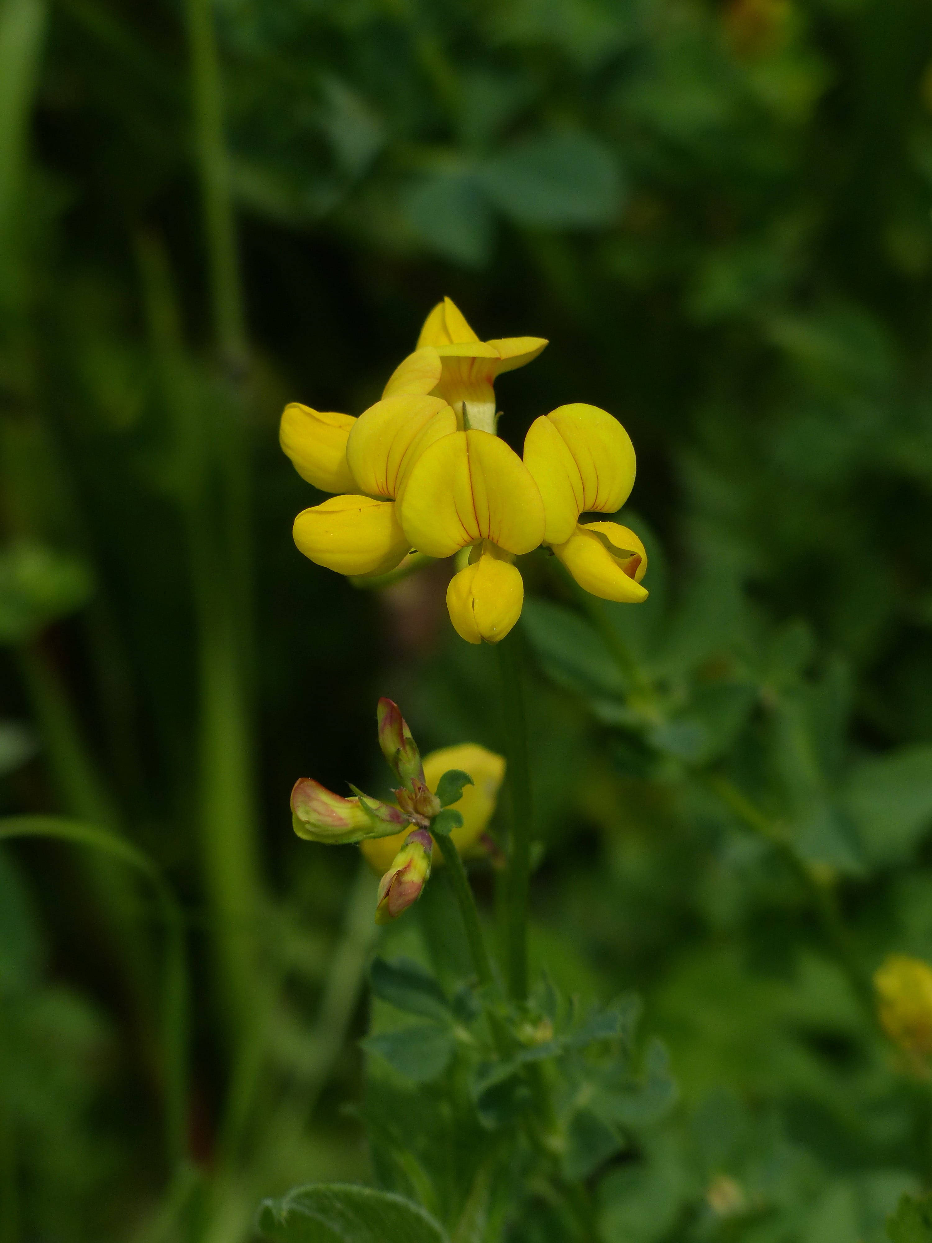 Fenugreek Flower, vibrant yellow, lush green foliage, 4K Phone Wallpaper