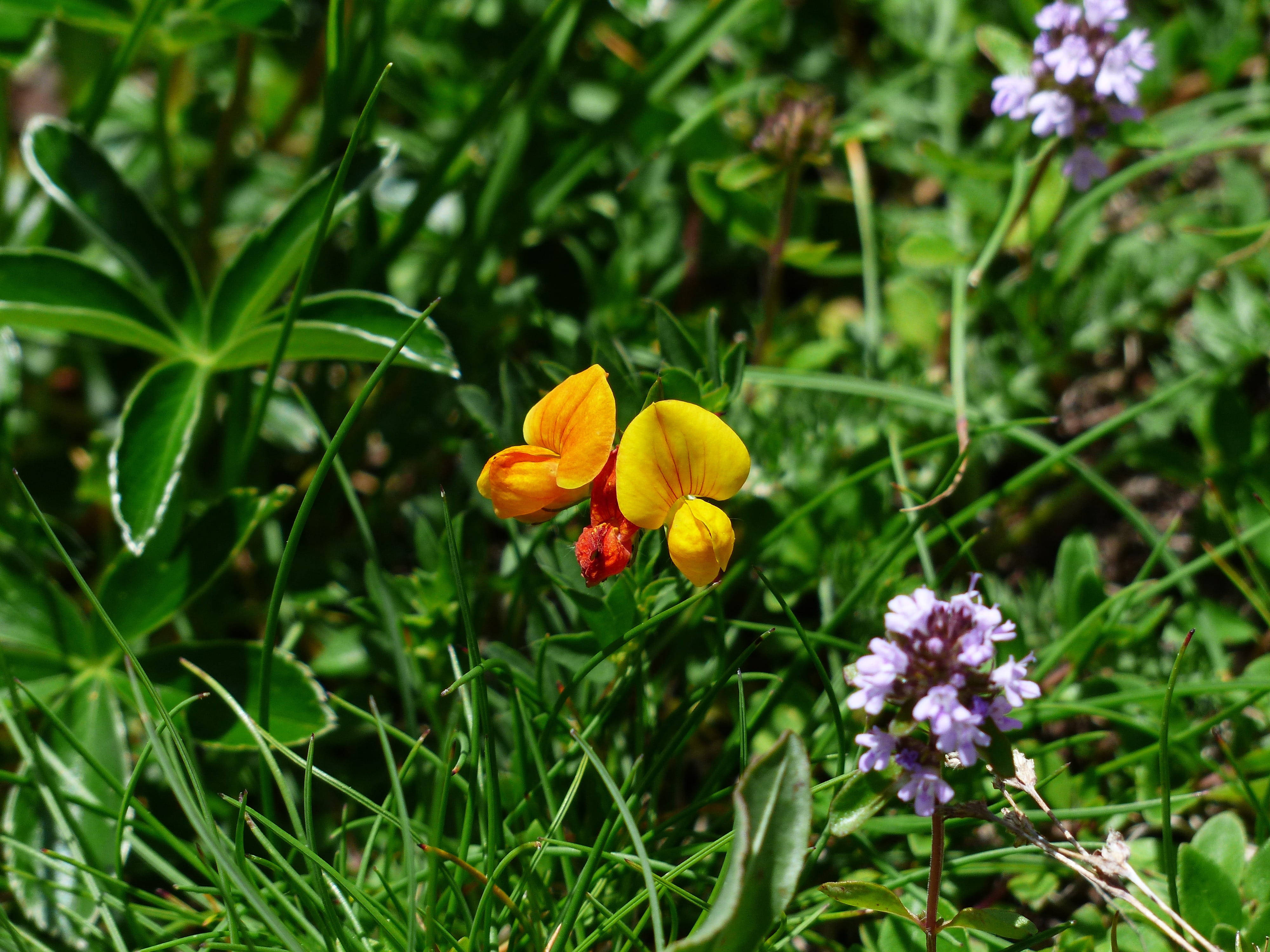 Fenugreek, yellow, purple, 4K Desktop Wallpaper