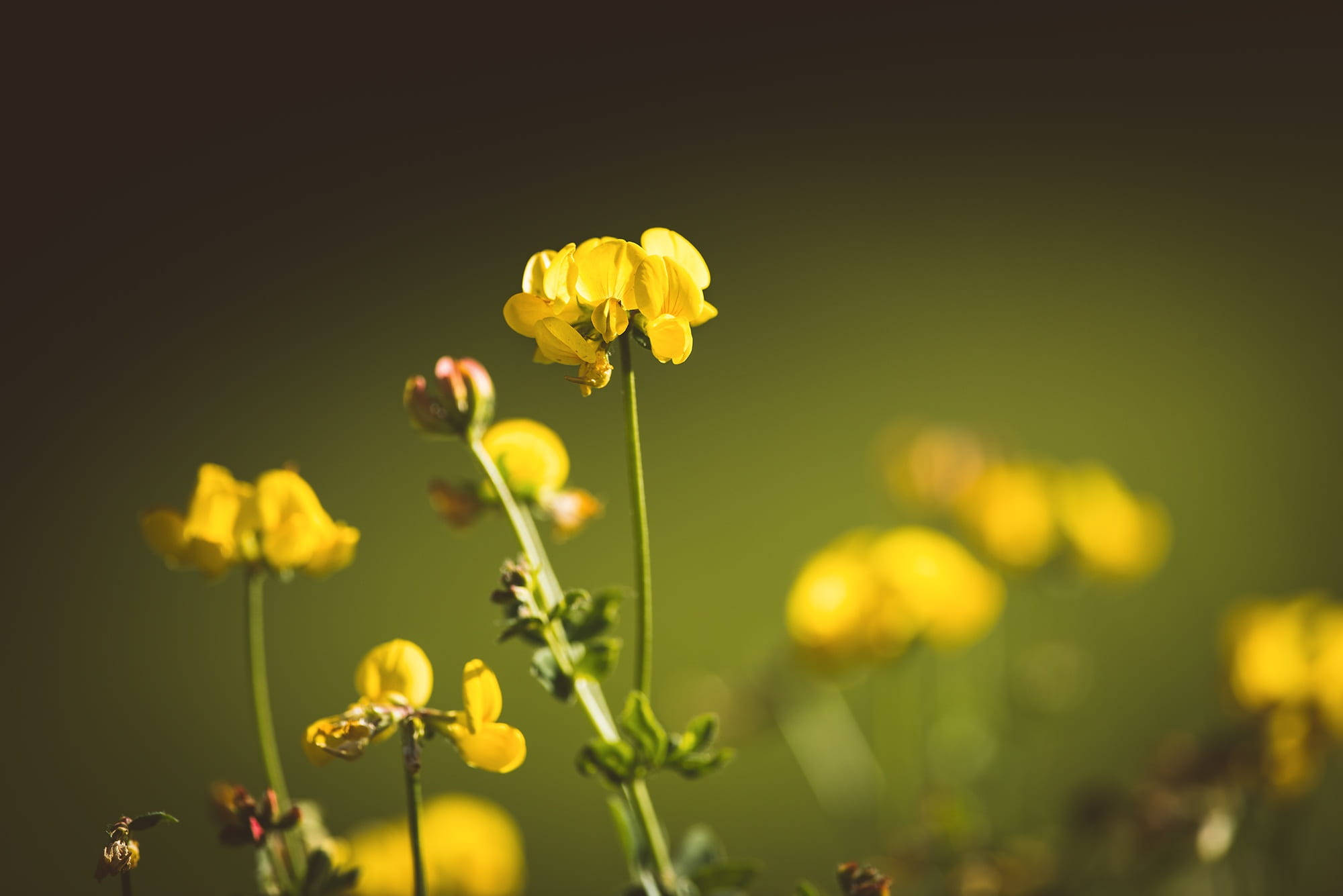yellow fenugreek flowers, clover flower, green field, Full HD Desktop Wallpaper