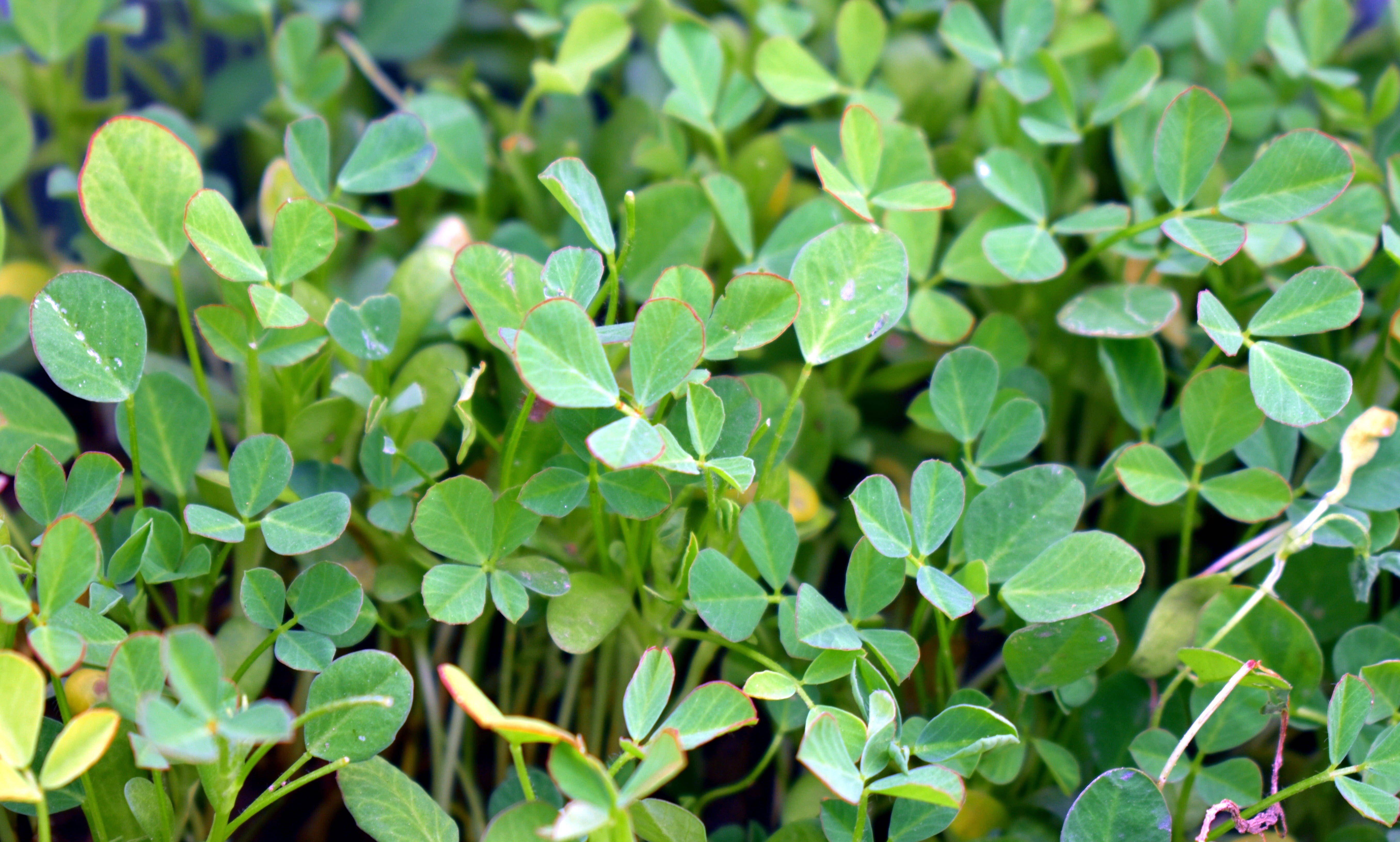 fenugreek plants, clover leaves, dewdrops, 5K Desktop Wallpaper