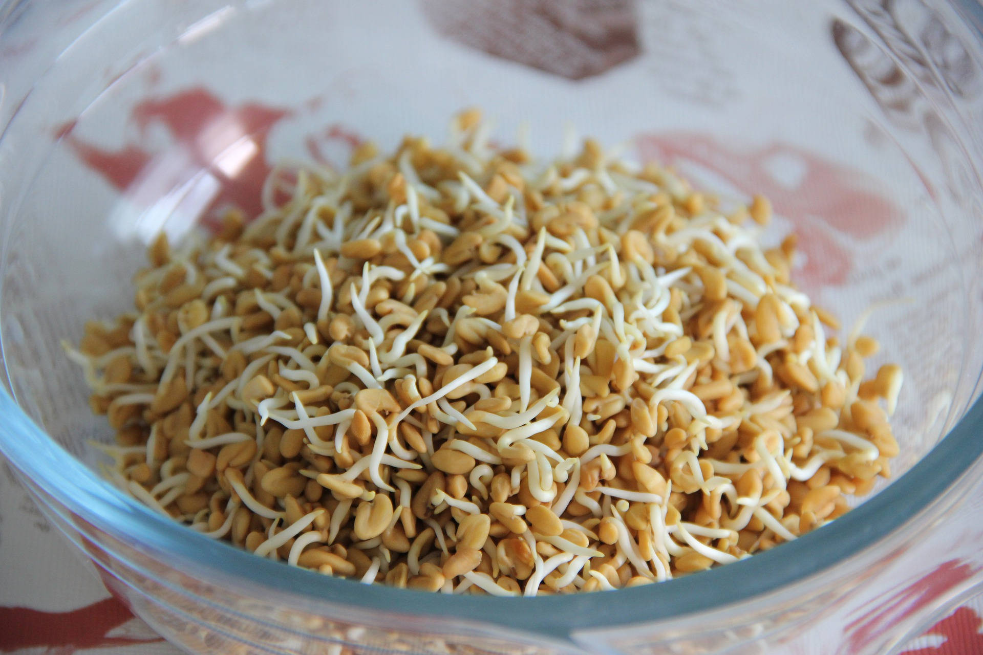 fenugreek plant sprouts, glass bowl, golden sprouts, Full HD Desktop Wallpaper