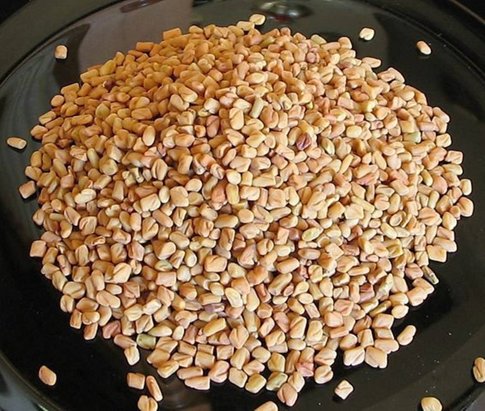 fenugreek, glass plate, light brown, SD Desktop Wallpaper