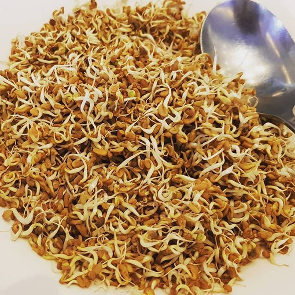 sprouted fenugreek methi, golden brown sprouts, white tendrils, SD Desktop Wallpaper