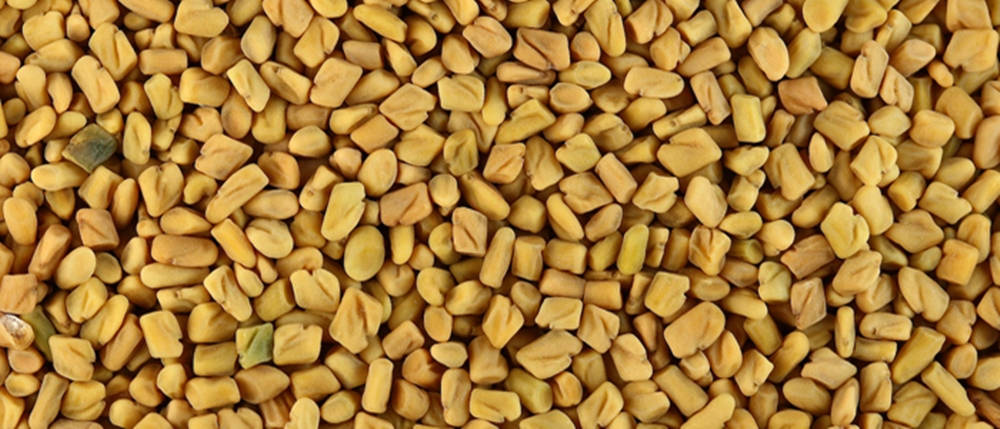 fenugreek seeds, golden-yellow, green, SD Desktop Wallpaper