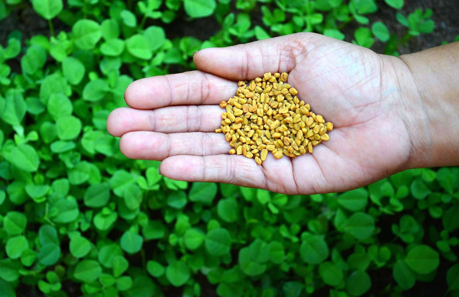 fenugreek, golden fenugreek seeds, lush green field, HD Desktop Wallpaper