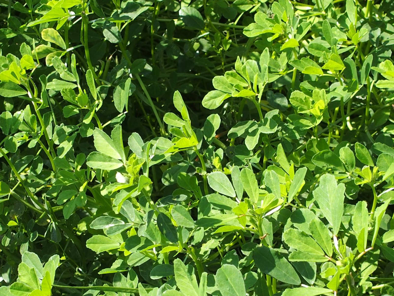 Fenugreek, Sunlit, dense patch, HD Desktop Wallpaper
