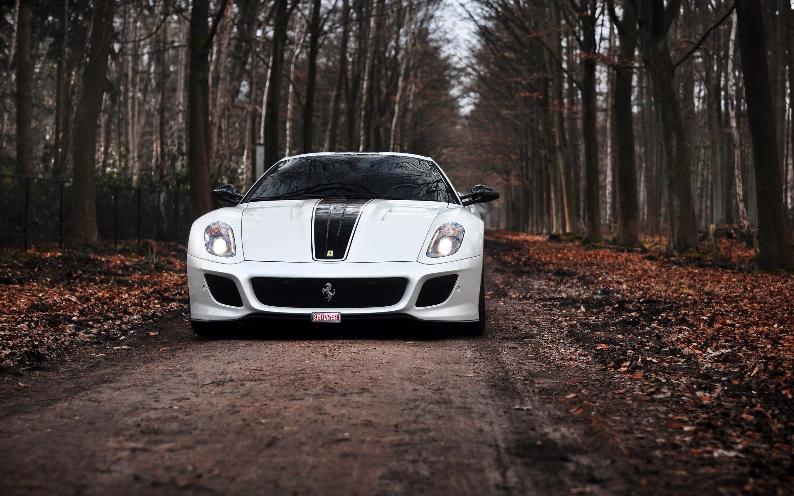 Ferrari 599 GTB Fiorano, white, forest road, 2K Desktop Wallpaper
