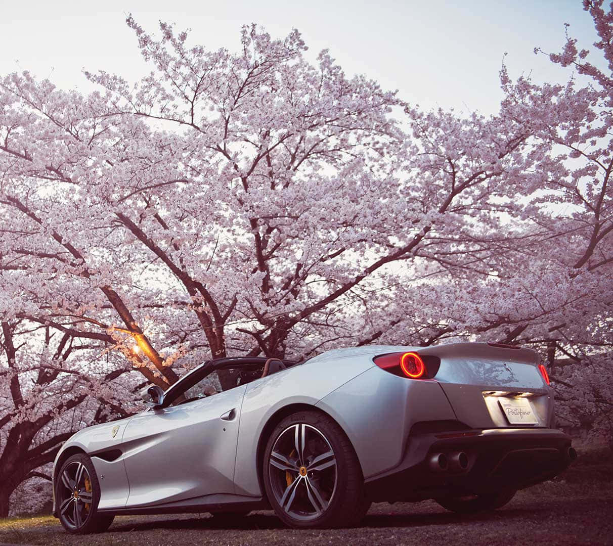 Ferrari Portofino, silver, pink cherry blossom trees, SD Desktop Wallpaper