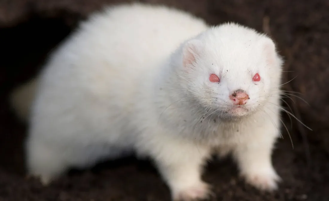 Ferret Wallpapers