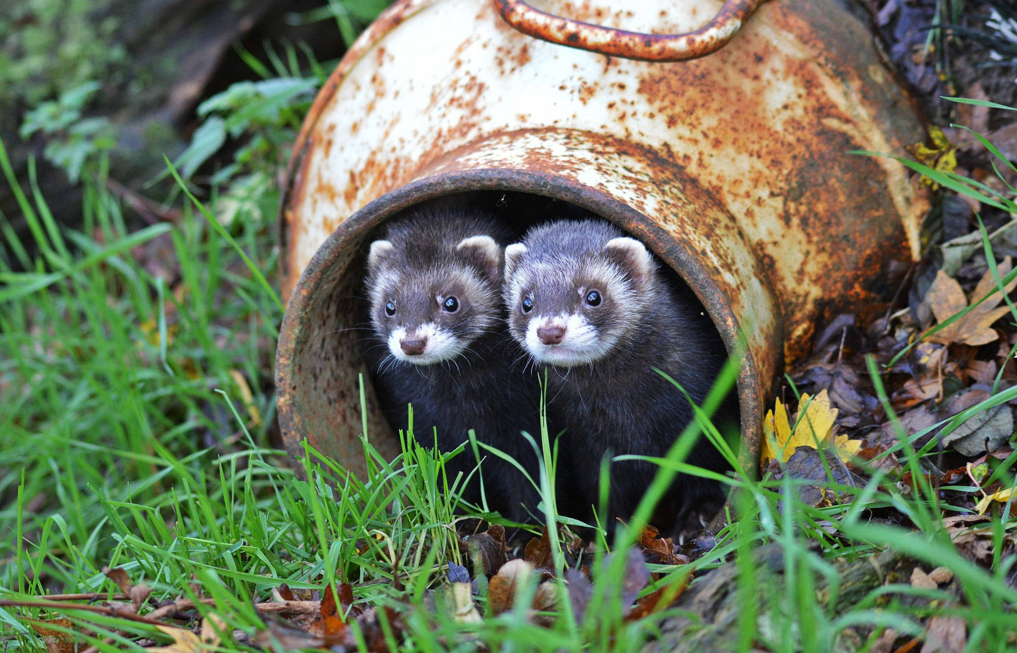 ferrets, rusty metal bucket, vibrant green grass, Full HD Desktop Wallpaper