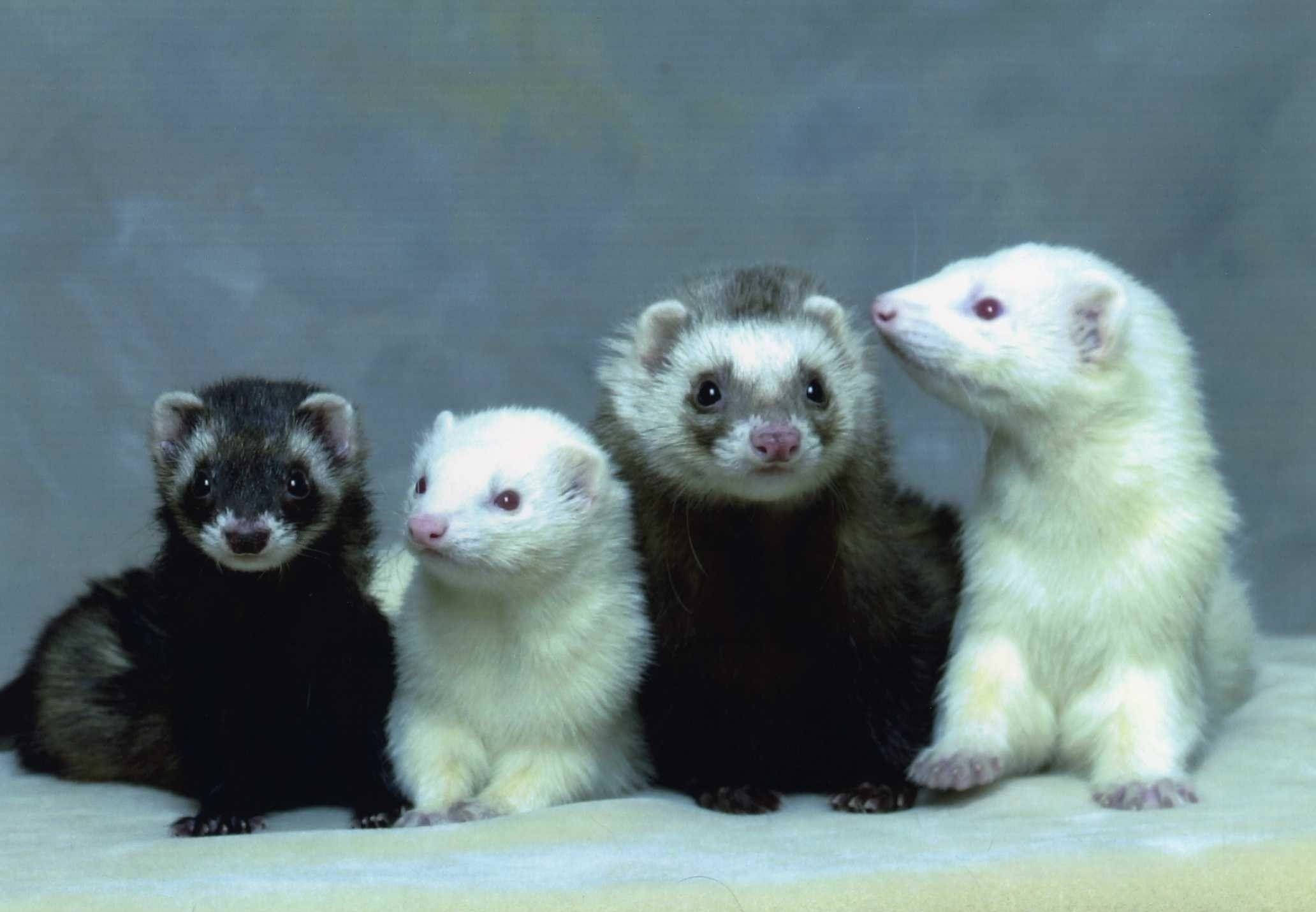 baby ferrets, black and white fur, soft surface, Full HD Desktop Wallpaper