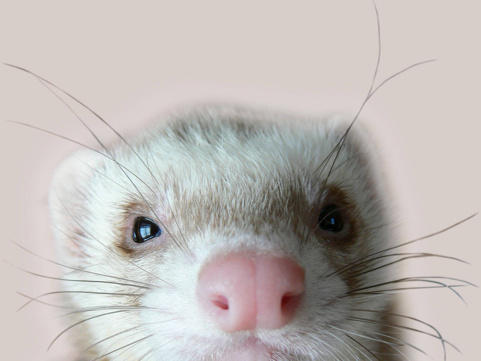 white ferret, dark eyes, pink nose, Full HD Desktop Wallpaper