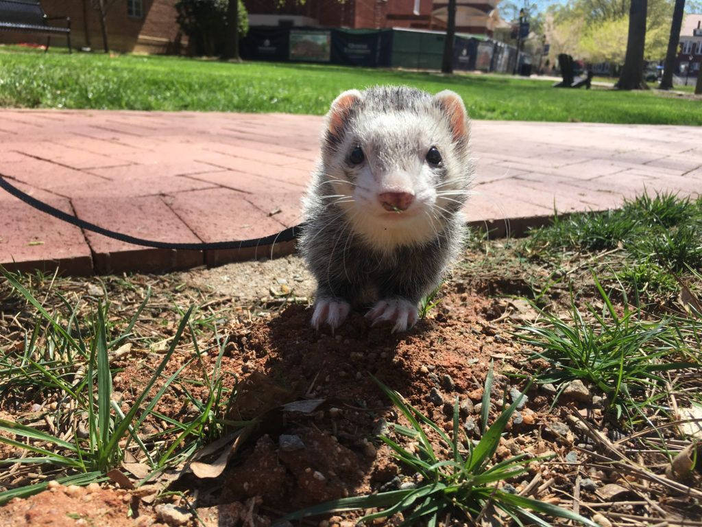 Grey Whit Ferret, white and gray fur, dirt and grass, SD Desktop Wallpaper