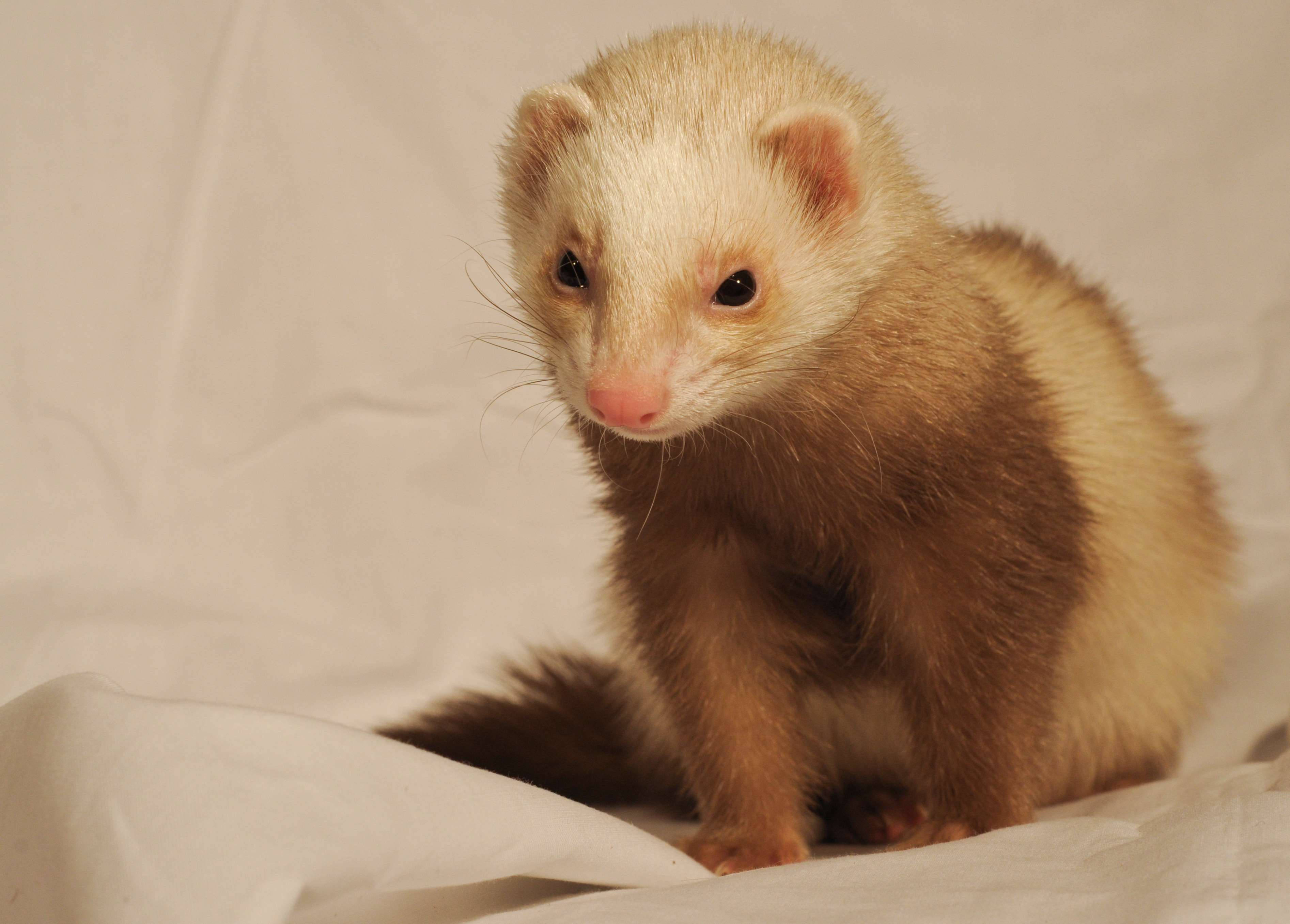white head ferret, fluffy cream and brown ferret, curious dark eyes, 2K Desktop Wallpaper