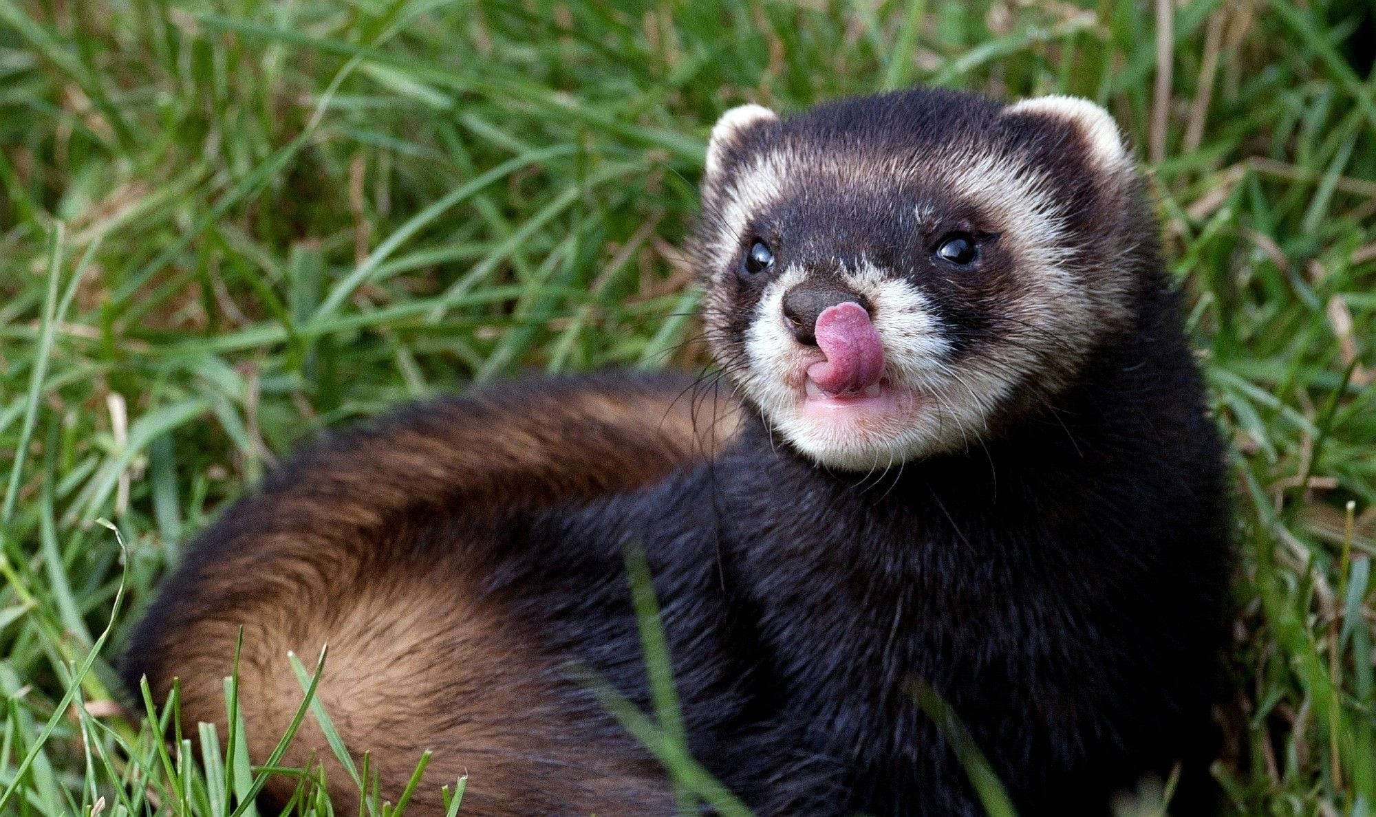 tricolored grass ferret, black and white ferret, pink tongue, Full HD Desktop Wallpaper