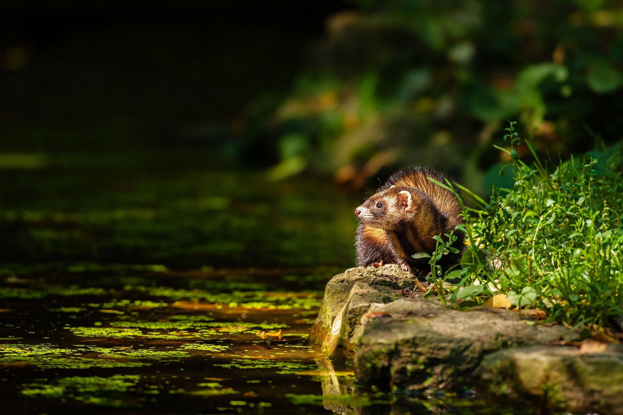 Ferret, Dark Pond, mossy rock, Full HD Desktop Wallpaper