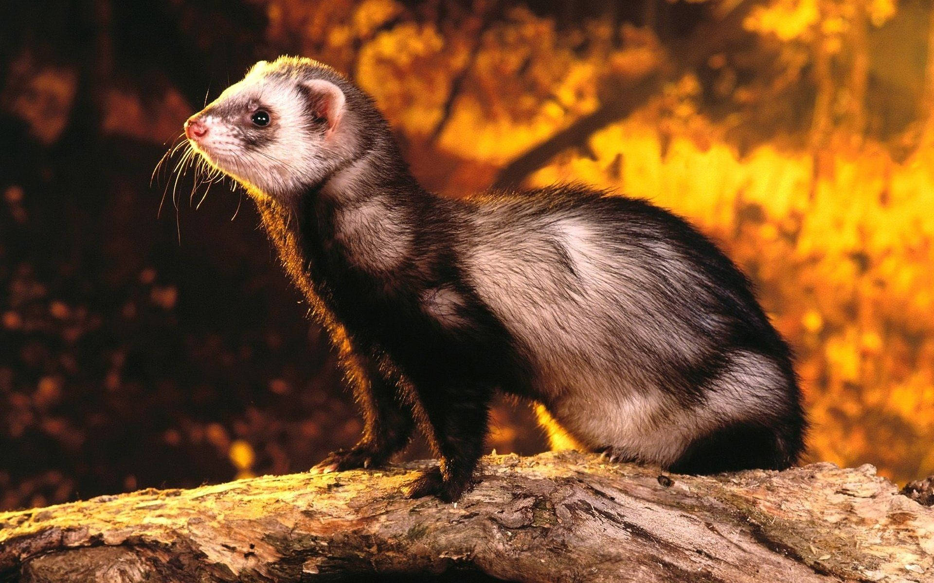 black and white ferret, sunlit log, warm golden autumn backdrop, Full HD Desktop Wallpaper