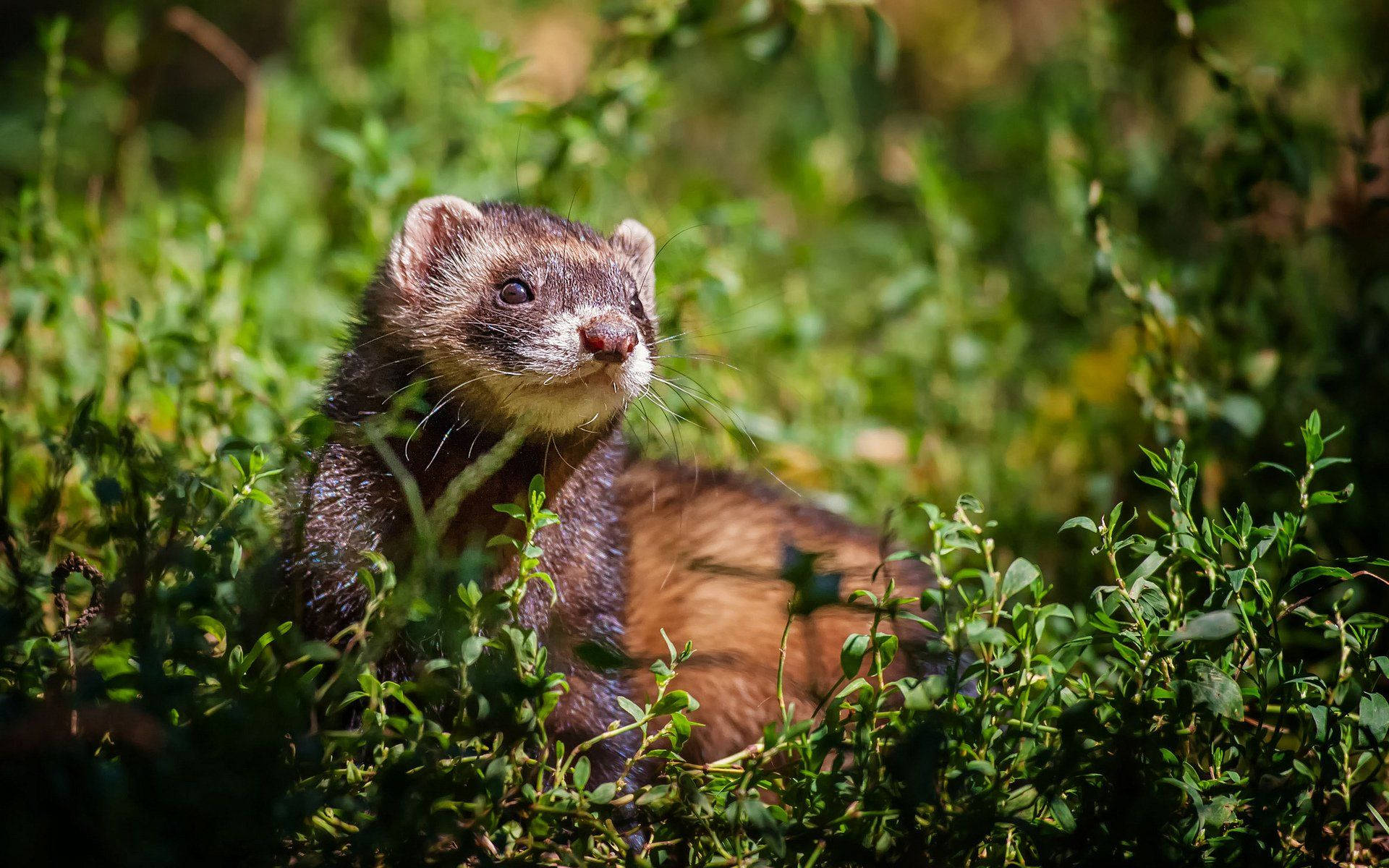 Black Mitt Brown Ferret, dark brown fur, white muzzle, Full HD Desktop Wallpaper