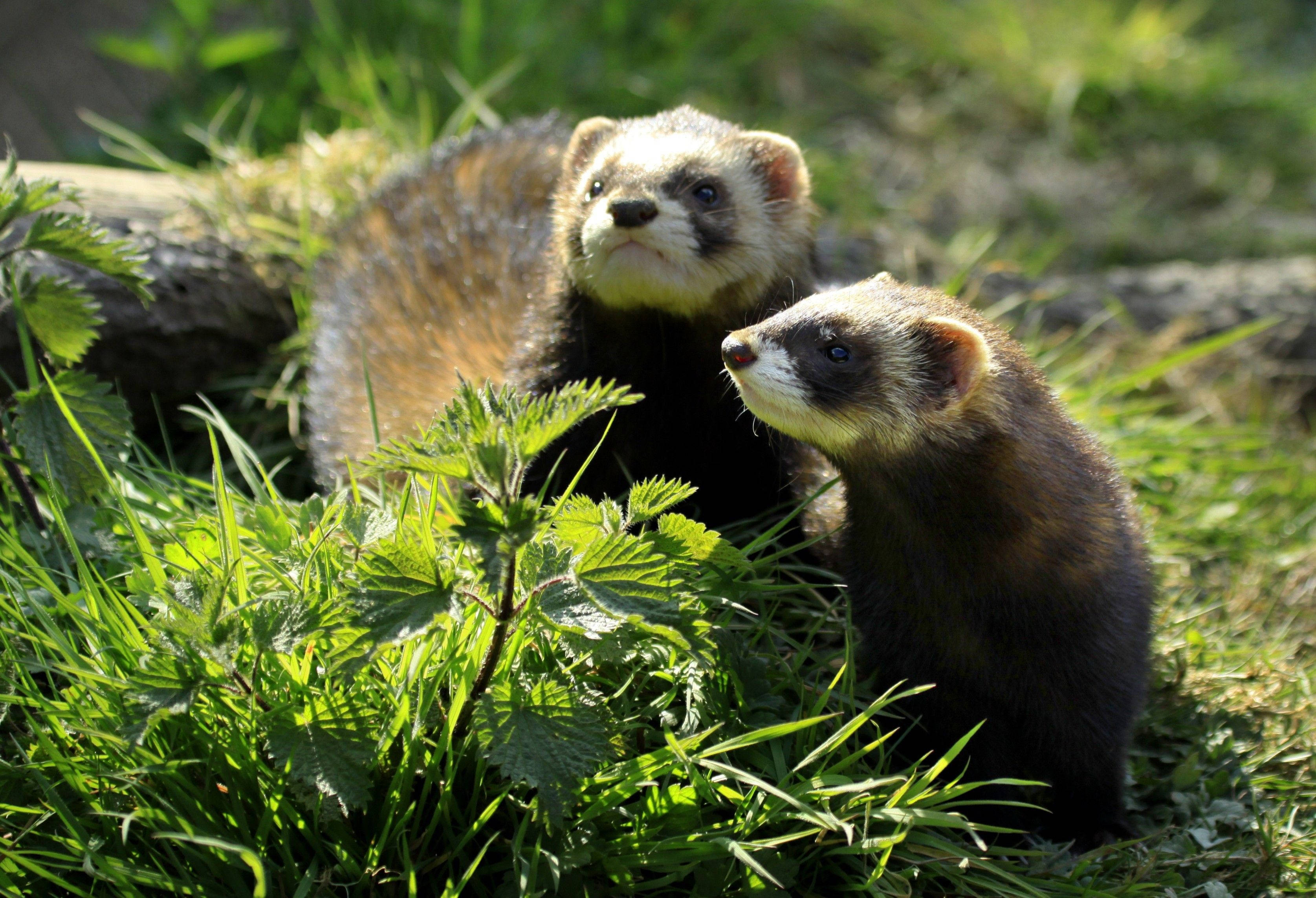ferrets, dark fur, white faces, 2K Desktop Wallpaper
