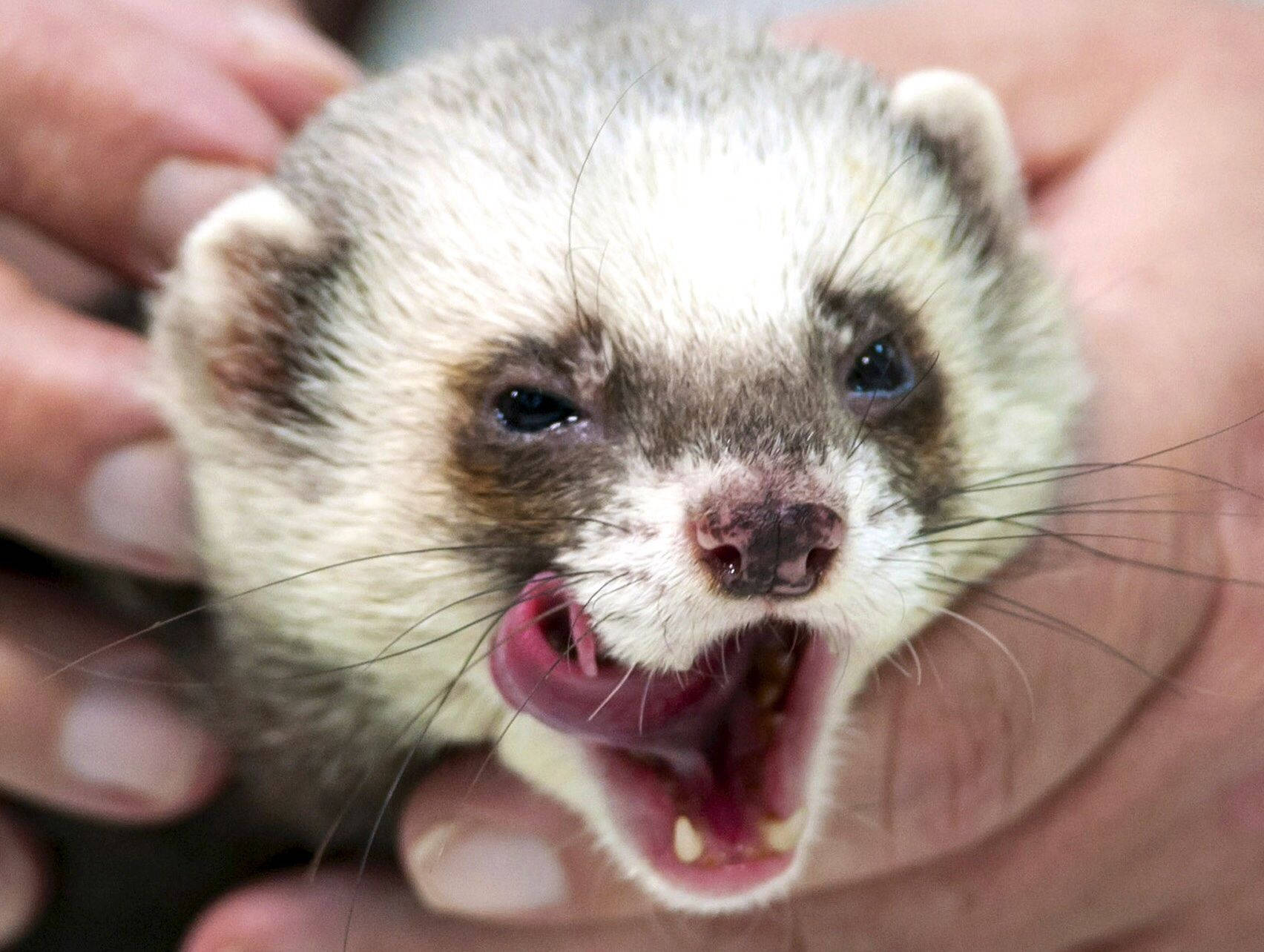 Ferret, human hands, wide eyes, HD Desktop Wallpaper