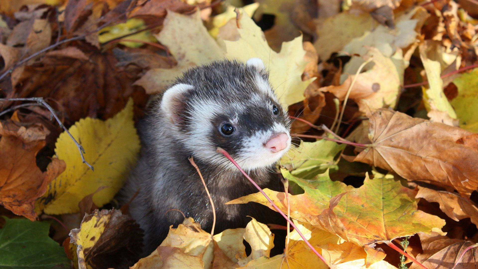 Ferret, autumn leaves, golden, Full HD Desktop Wallpaper