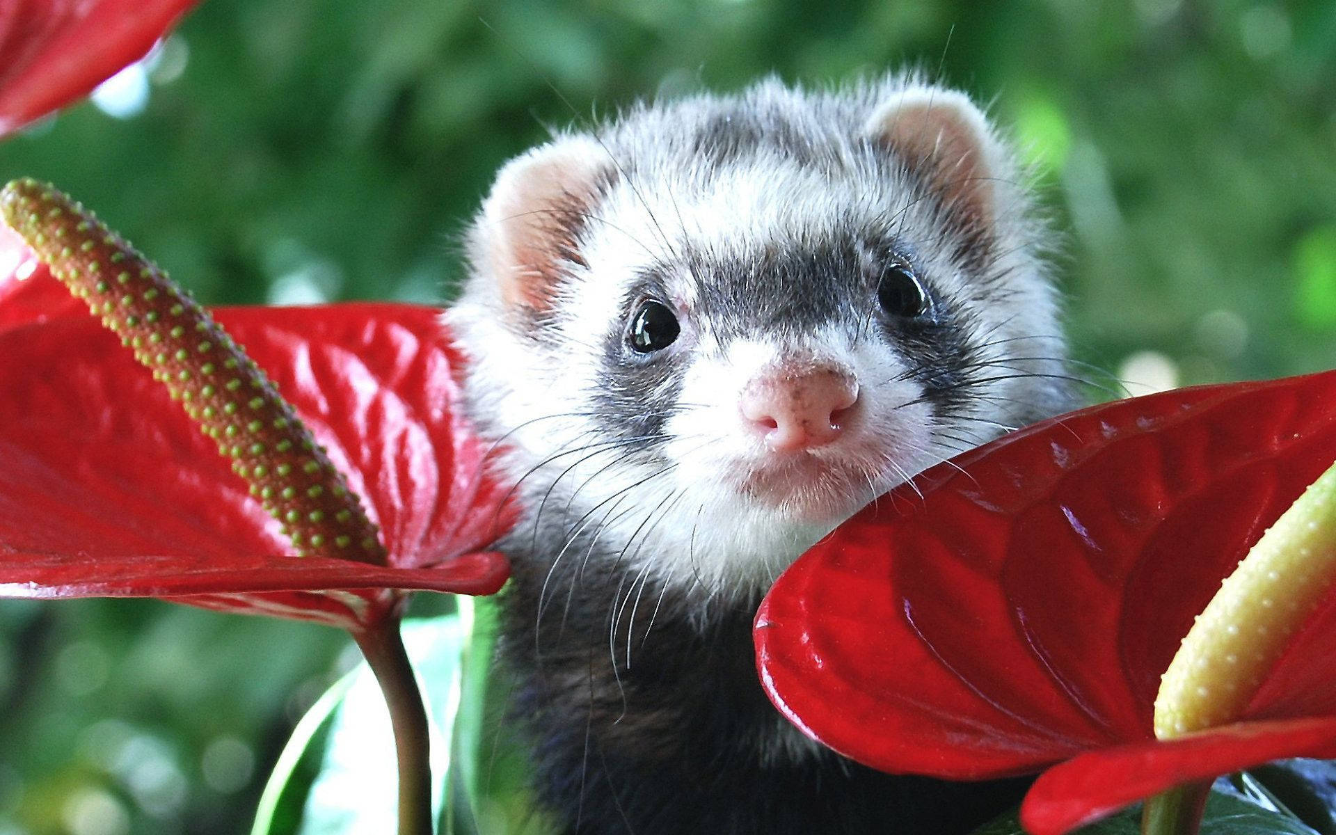Ferret, Red Leaf, anthurium flowers, Full HD Desktop Wallpaper