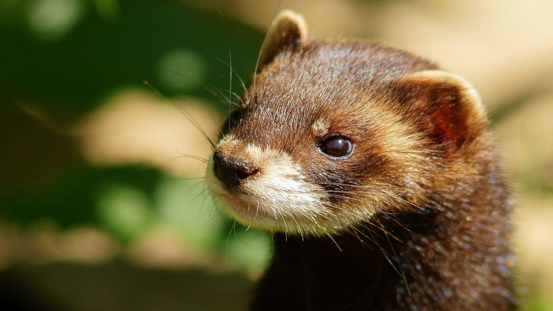 white mouth ferret, brown ferret, white muzzle, Full HD Desktop Wallpaper