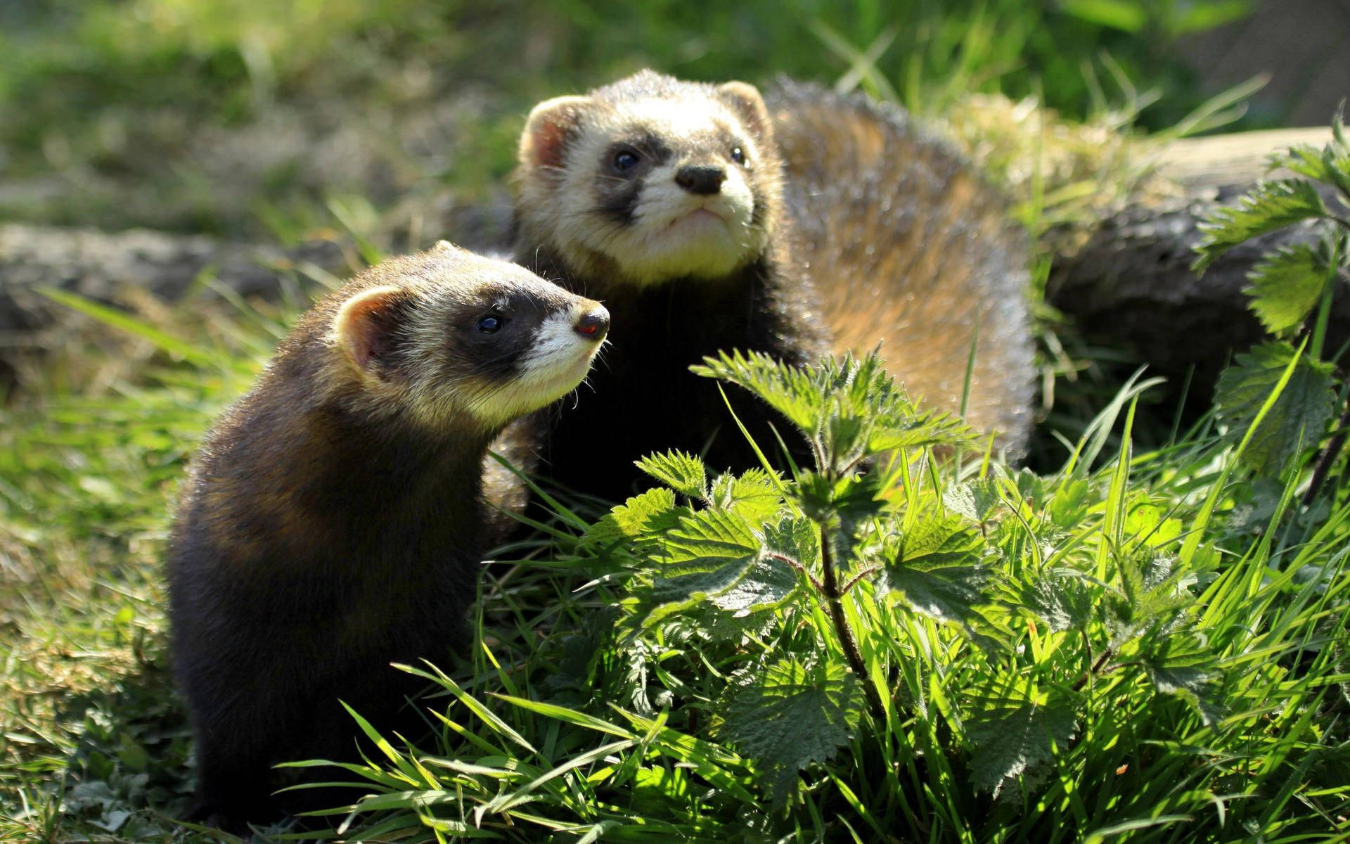 Ferrets Tree Log, dark fur, white faces, Full HD Desktop Wallpaper
