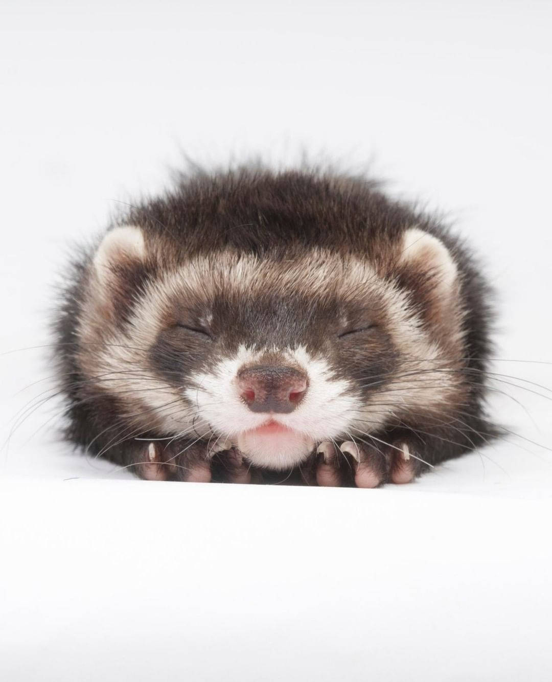 little sleeping ferret, fluffy ferret, dark brown and white fur, HD Phone Wallpaper