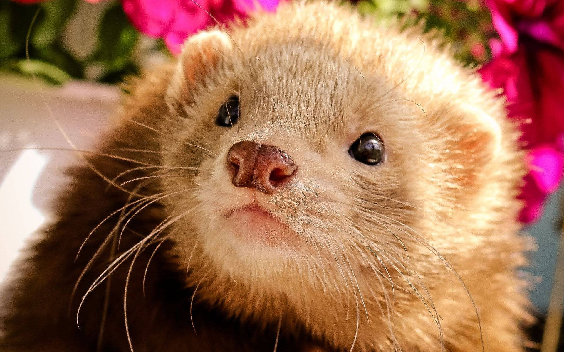 Ferret, brown nose, dark eyes, Full HD Desktop Wallpaper