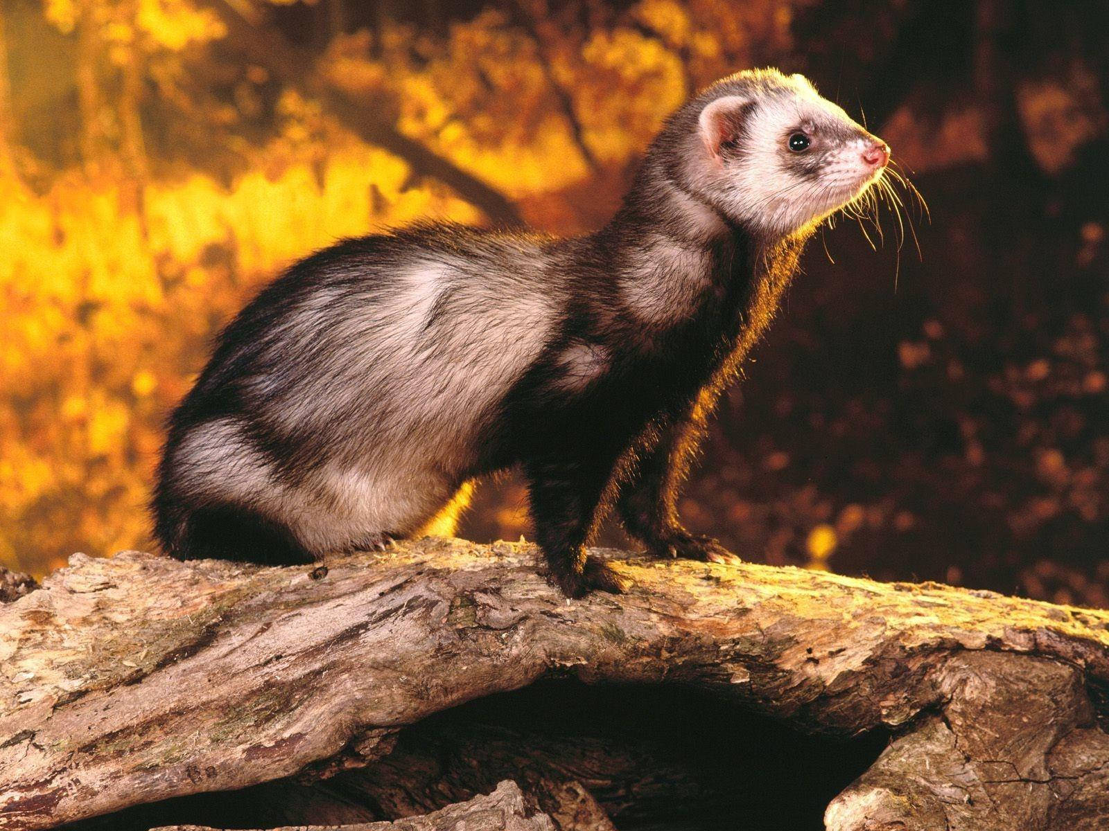 Ferret, orange forest, sunlit log, HD Desktop Wallpaper