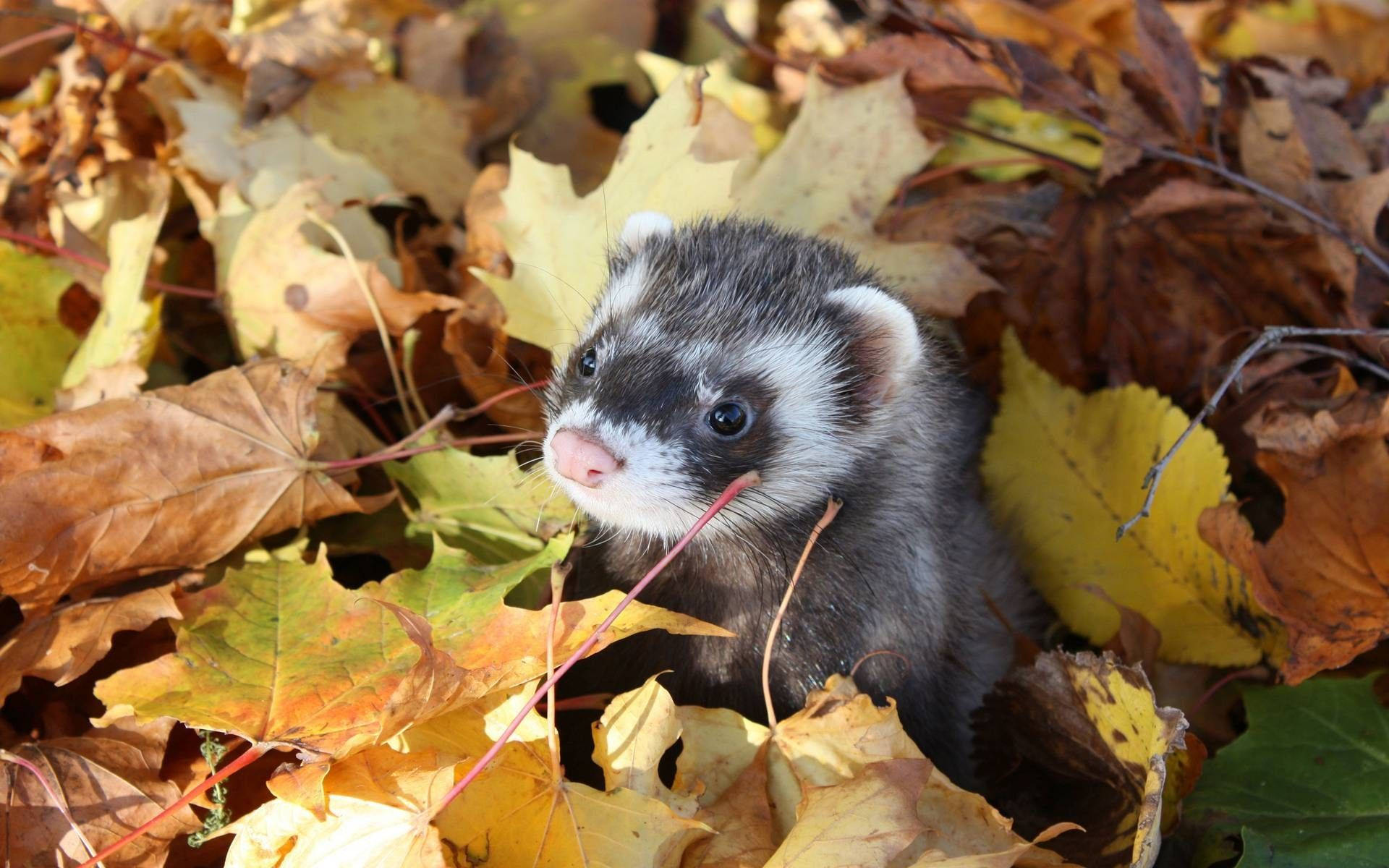 Ferret, golden autumn leaves, warm sunlight, Full HD Desktop Wallpaper