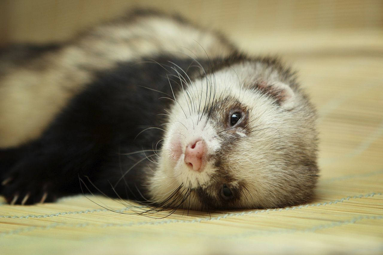 ferret, black and white, bamboo mat, HD Desktop Wallpaper