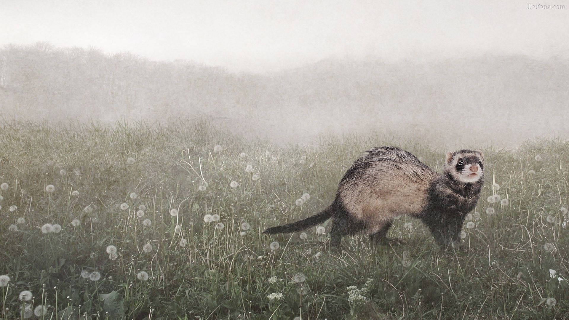 black mitt ferret, misty field, dandelions, Full HD Desktop Wallpaper
