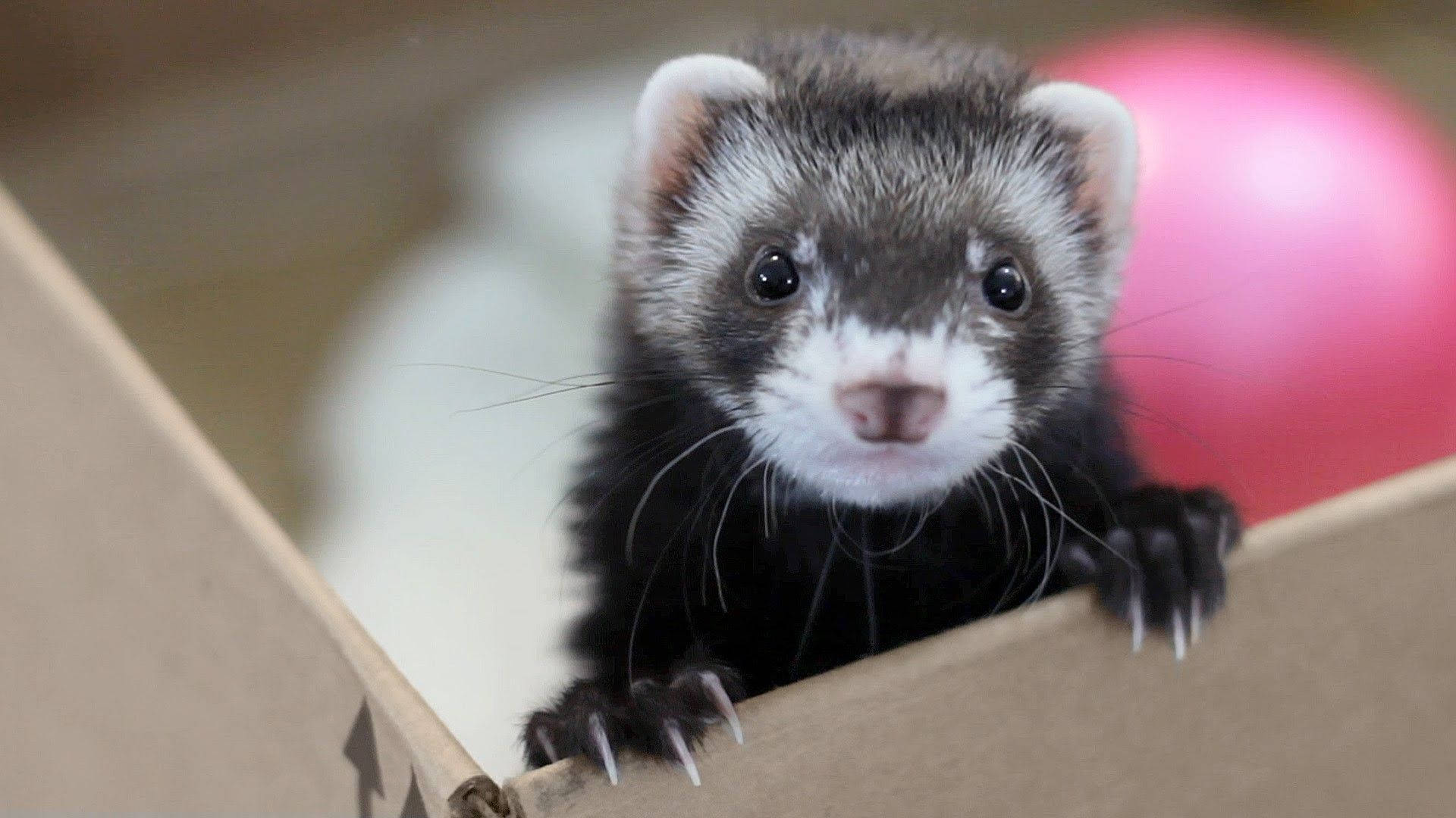 ferret, cardboard box, black and white fur, Full HD Desktop Wallpaper