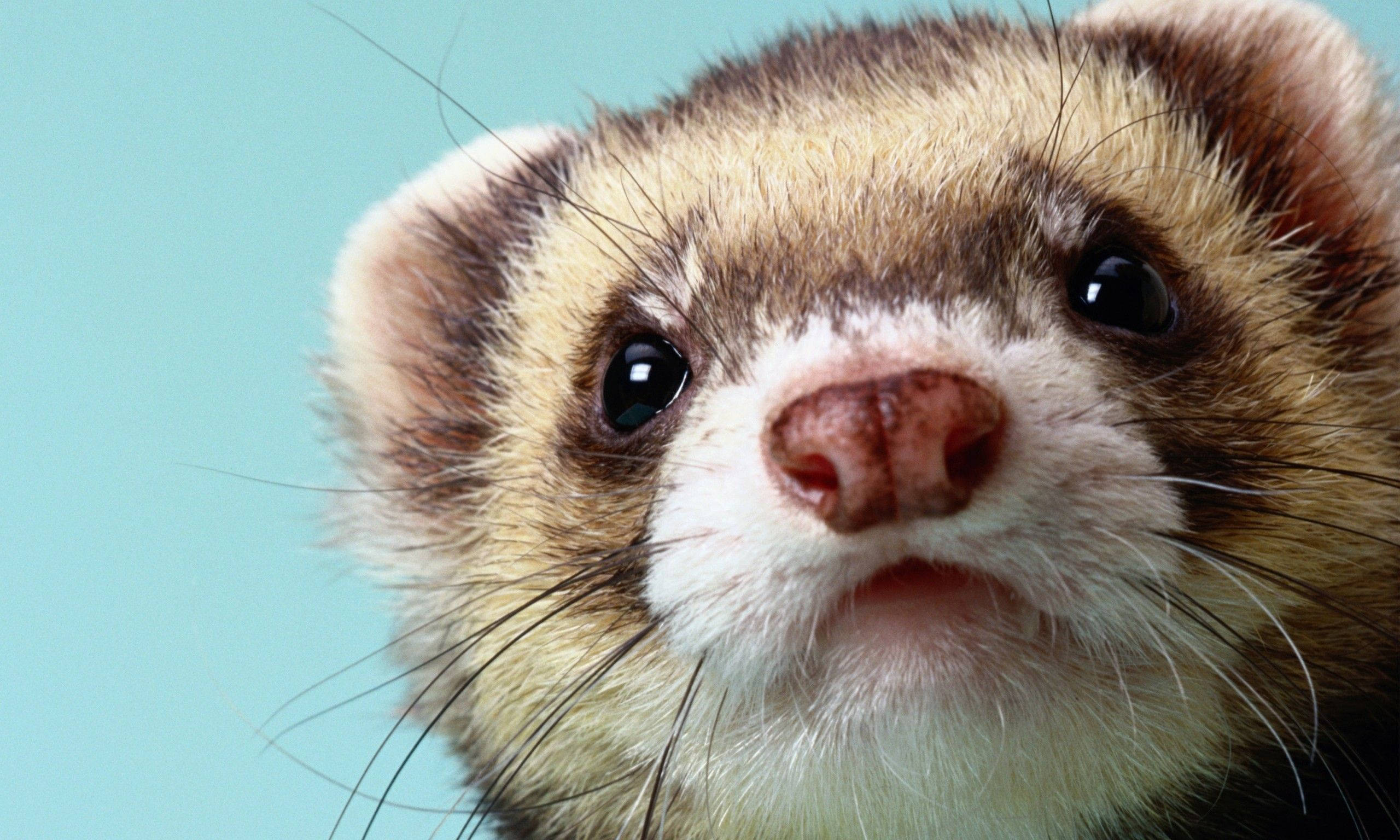 light pink eared ferret, dark eyes, whiskers, 2K Desktop Wallpaper