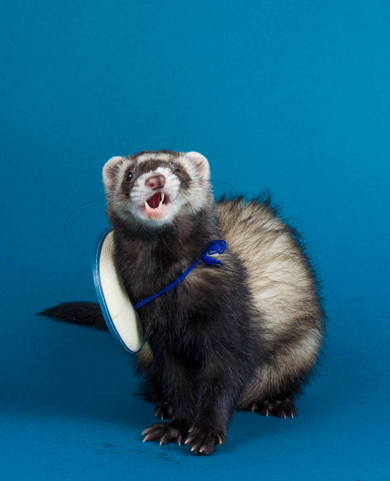 blue ferret, dark brown and white fur, white frisbee, HD Phone Wallpaper