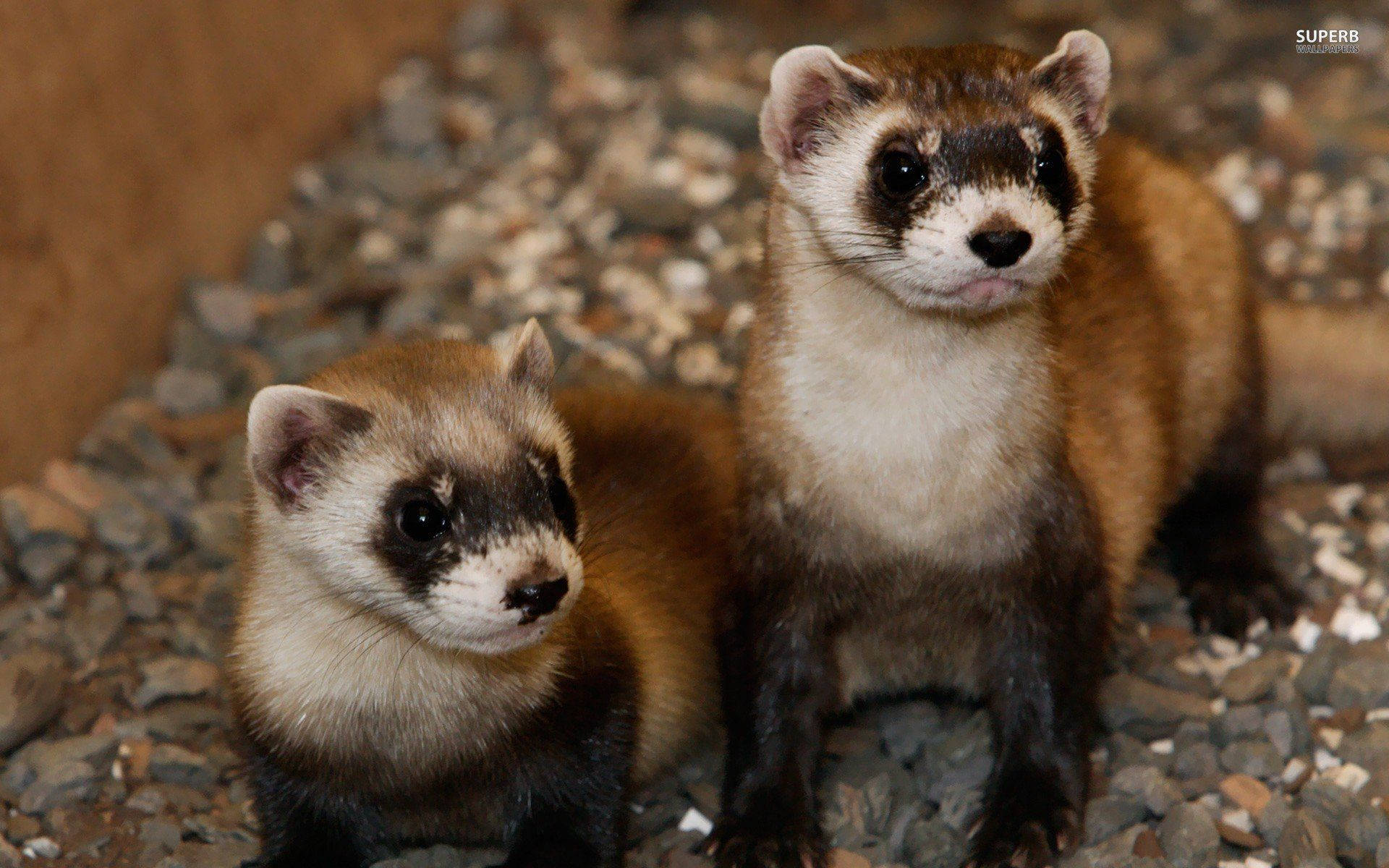 dark brown ferret, black-footed ferrets, dark facial masks, Full HD Desktop Wallpaper