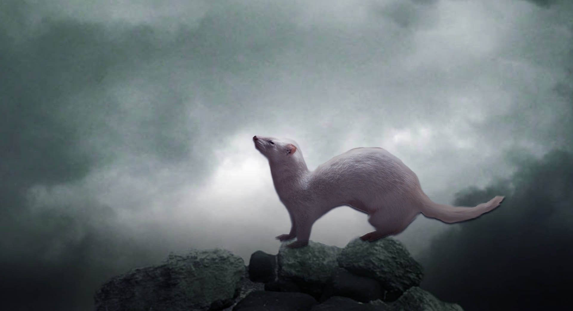 albino ferret, white weasel, mossy rocks, Full HD Desktop Wallpaper
