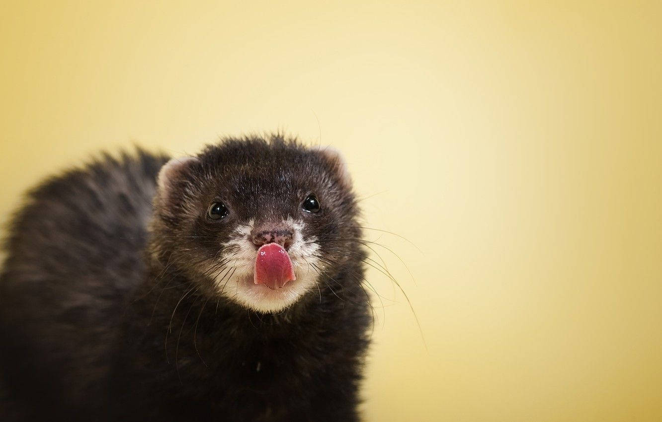 black sable ferret, white muzzle, licking its nose, HD Desktop Wallpaper